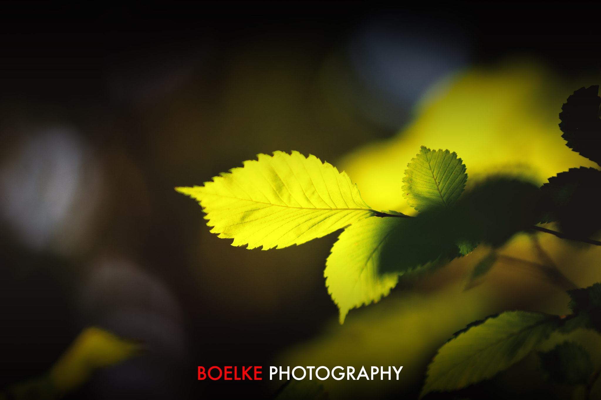 Canon EOS-1Ds Mark III sample photo. Back light photography