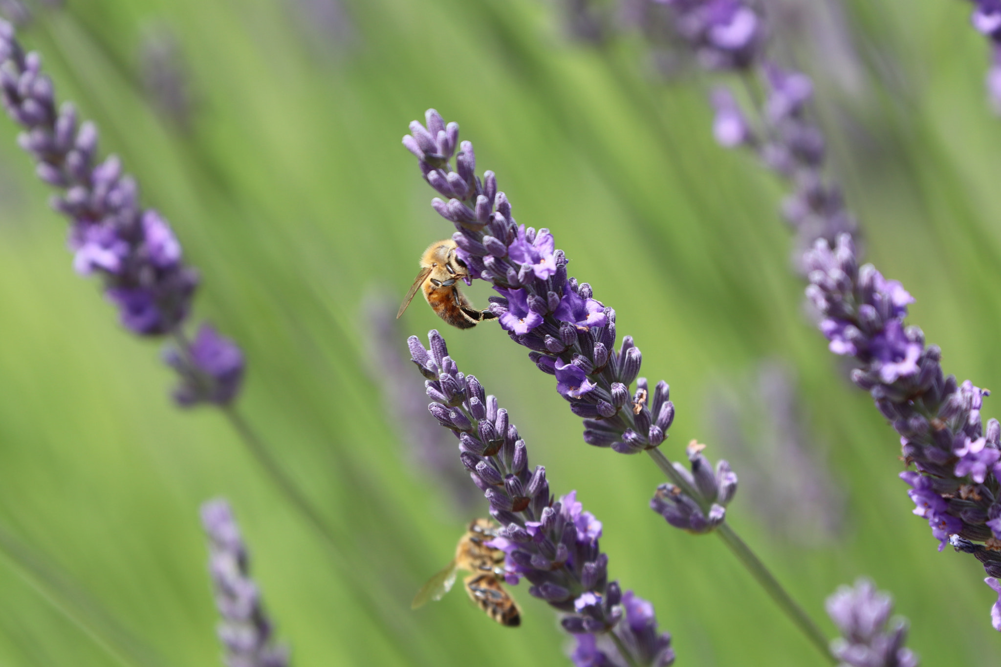 Canon EF 70-300mm F4-5.6L IS USM sample photo. Synchronous working bees at the lavender garden photography