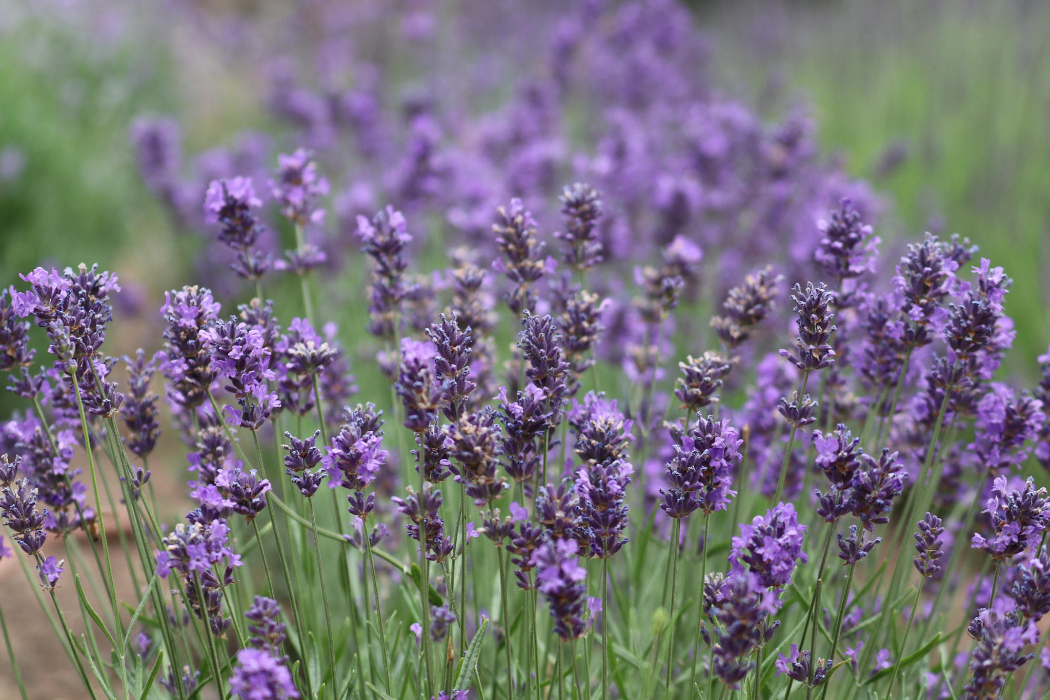 Canon EF 70-300mm F4-5.6L IS USM sample photo. Lavender garden photography