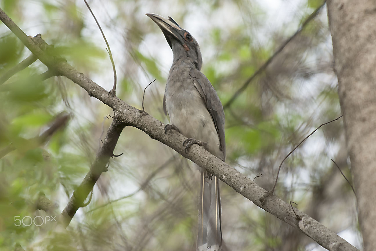 Nikon D80 sample photo. Malabar grey hornbill photography