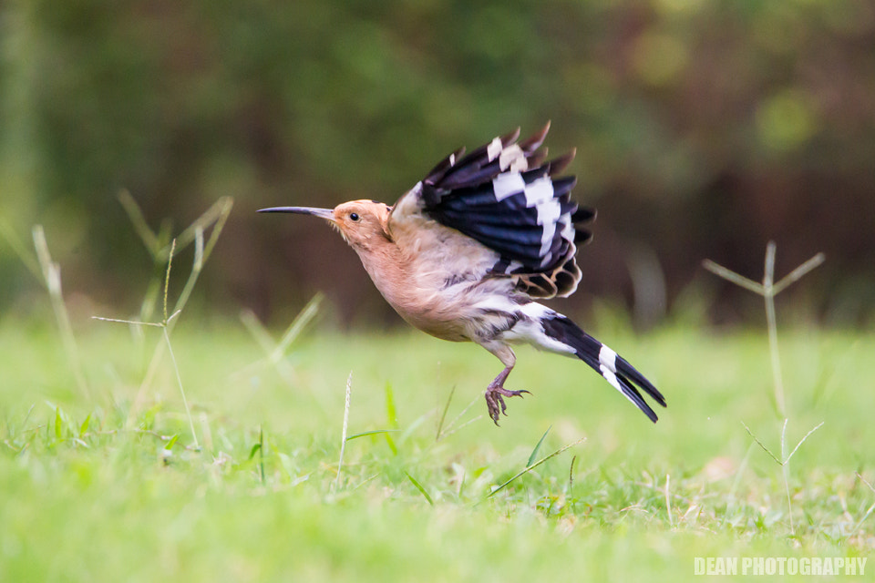 Canon EOS-1D Mark IV sample photo. Take off photography