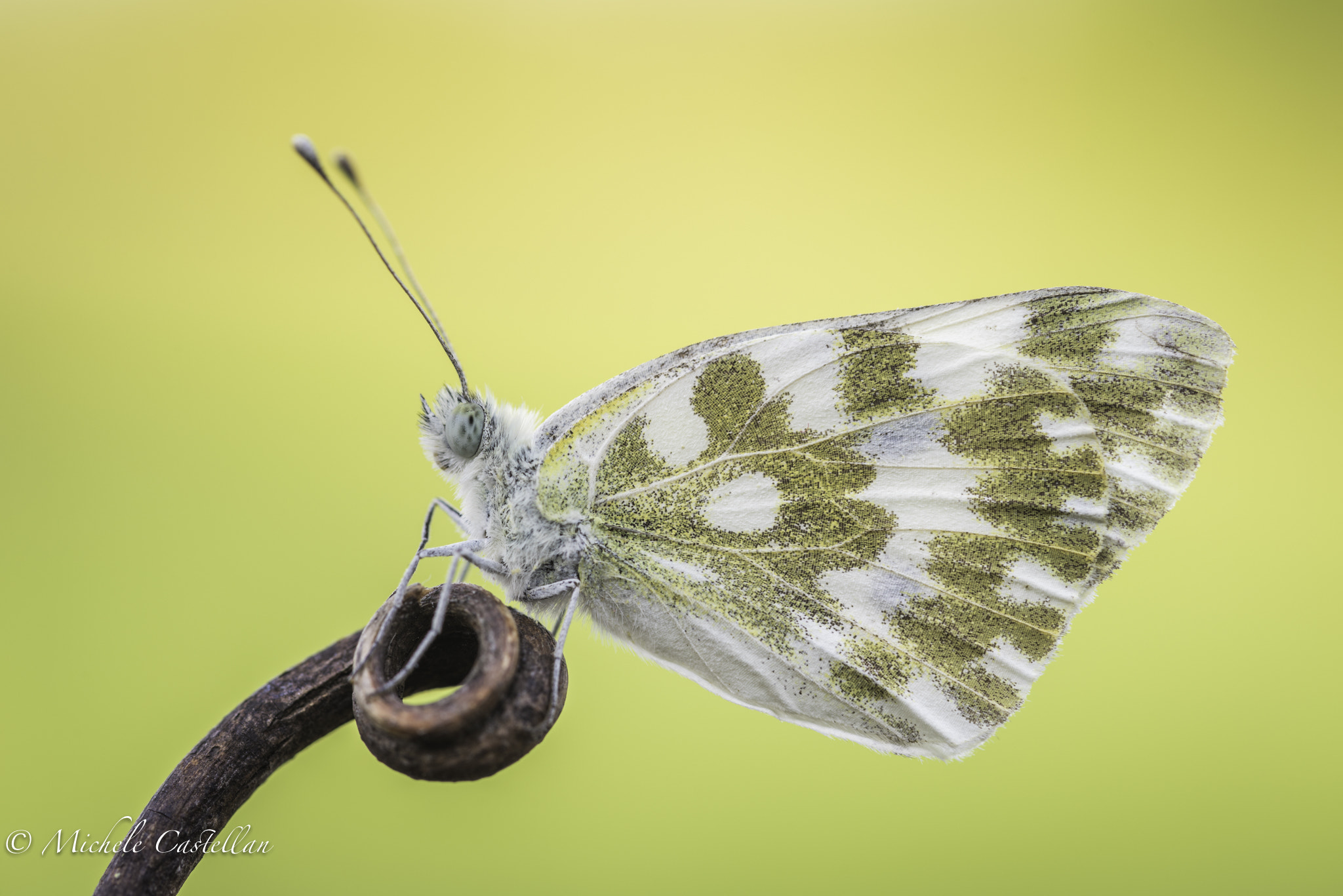 Sigma 105mm F2.8 EX DG OS HSM sample photo. Pontia photography