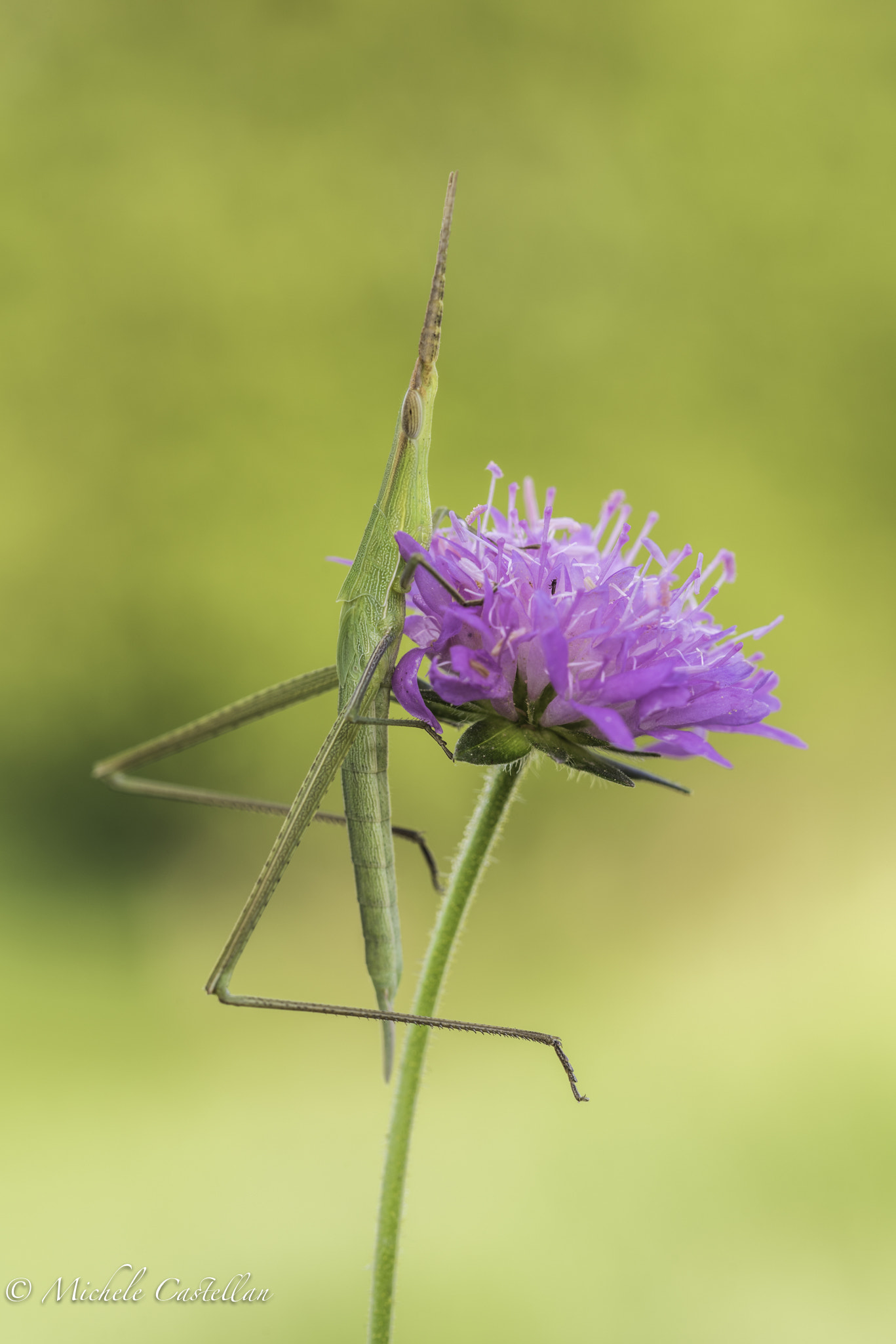Sigma 105mm F2.8 EX DG OS HSM sample photo. Acridia ungarica photography