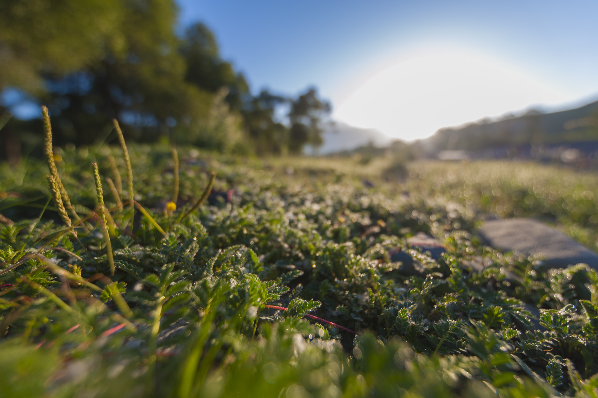 Tamron SP 15-30mm F2.8 Di VC USD sample photo. Growing towards sunrise photography
