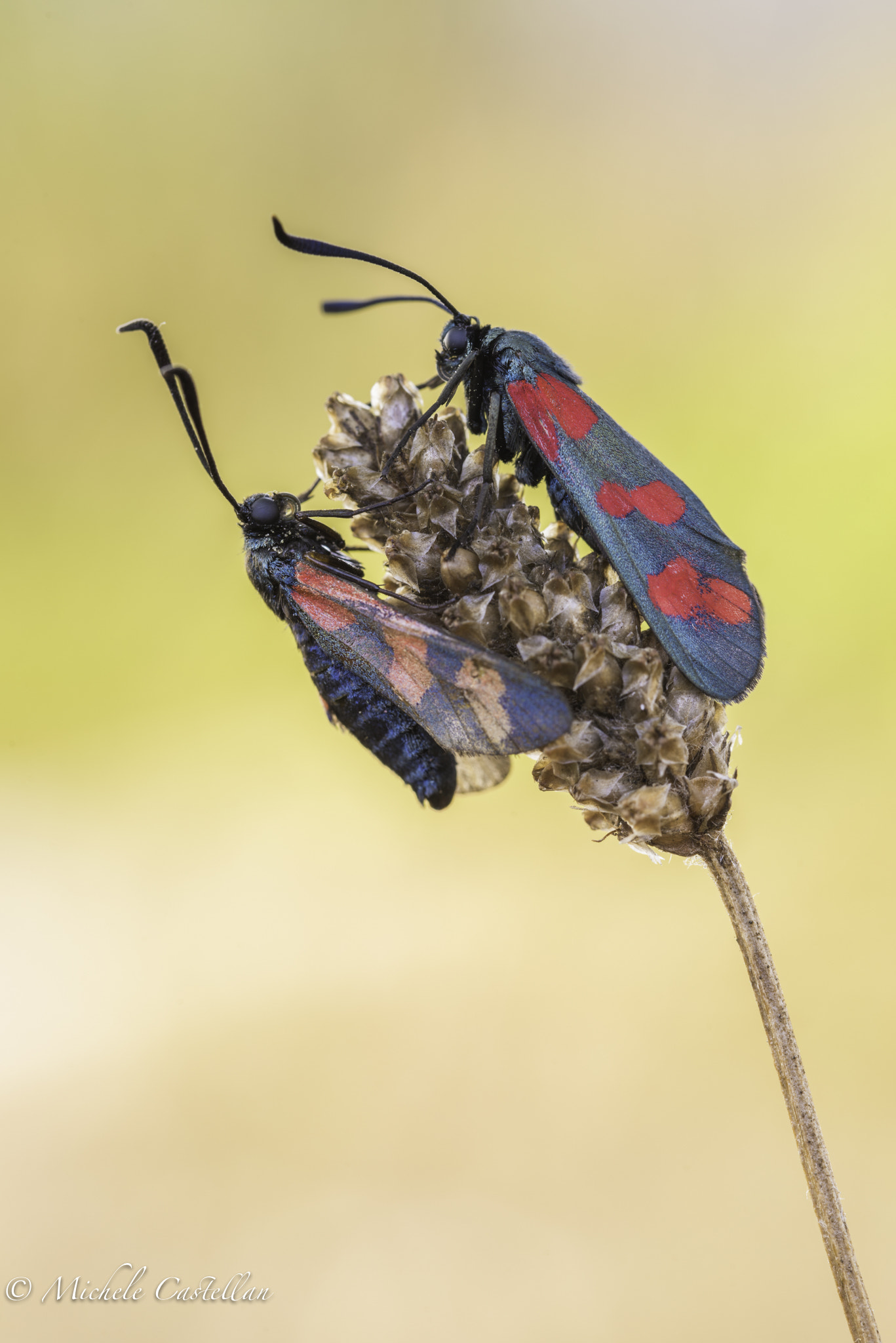 Sigma 105mm F2.8 EX DG OS HSM sample photo. Zygaena photography