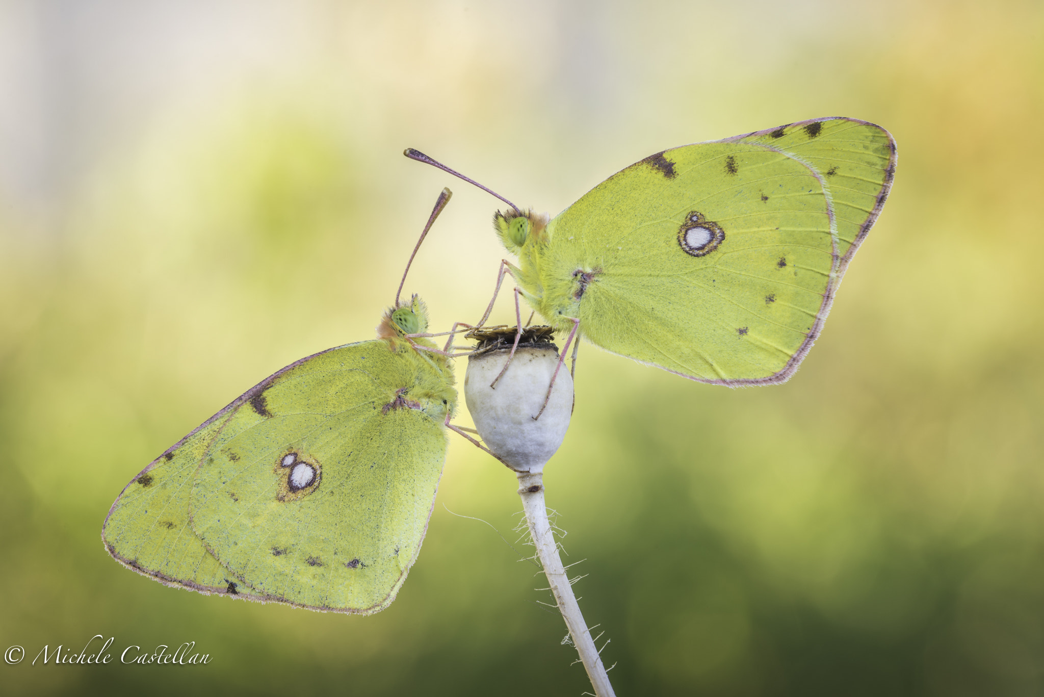 Sigma 105mm F2.8 EX DG OS HSM sample photo. Colias photography