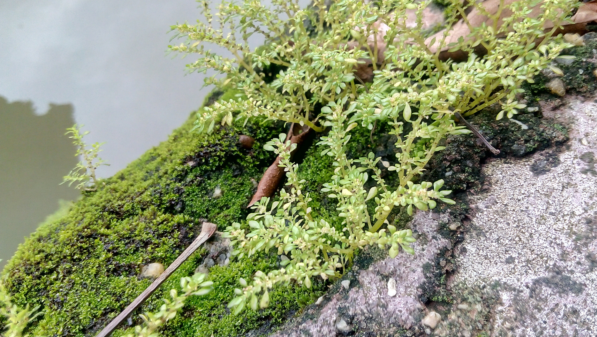 Lenovo P70-A sample photo