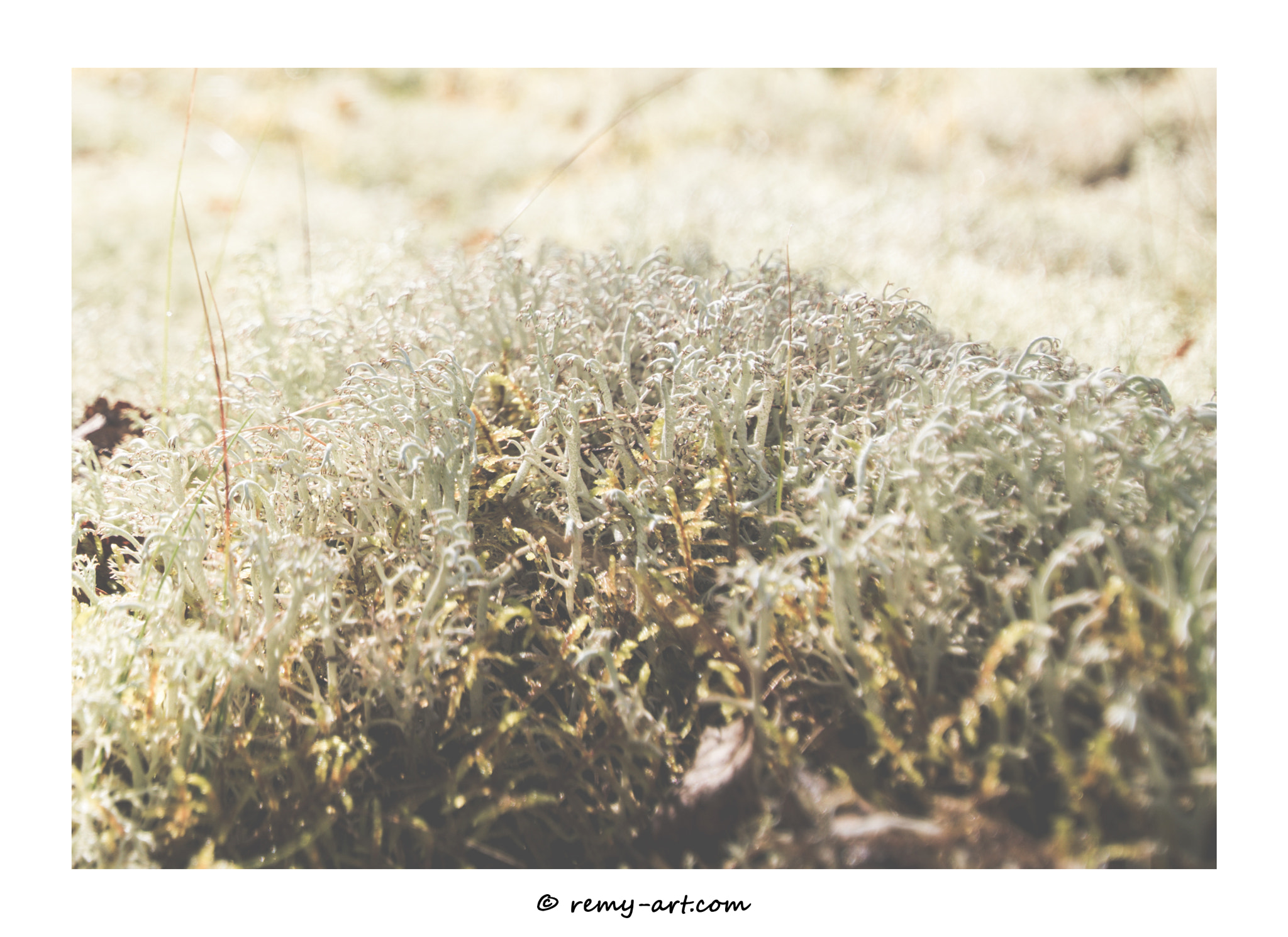 Sony ILCA-77M2 + 10-20mm F3.5 sample photo. Moss photography
