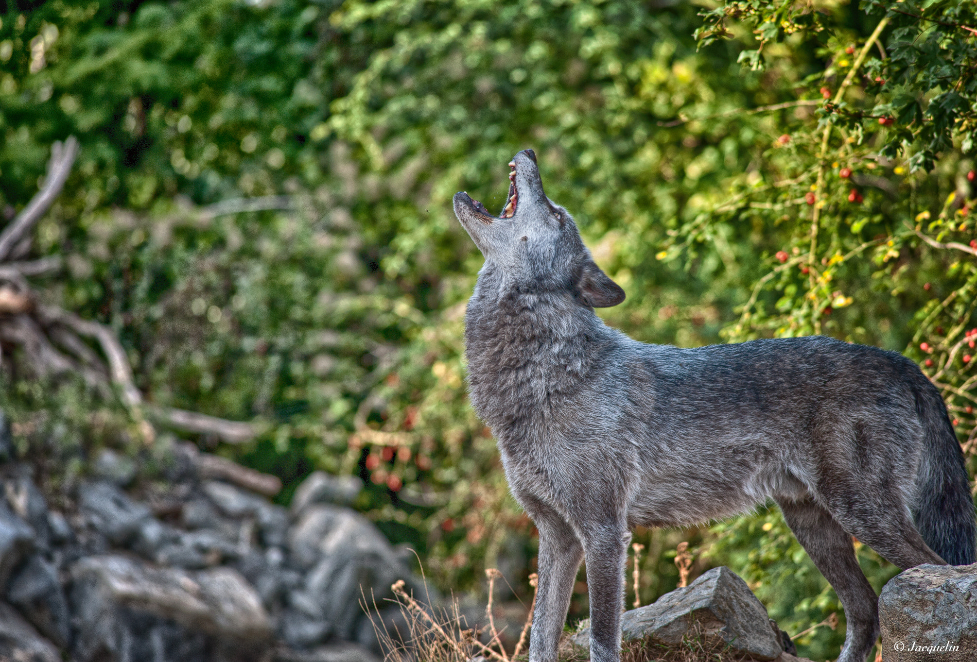 Nikon D3 sample photo. Wenn der wolf... photography