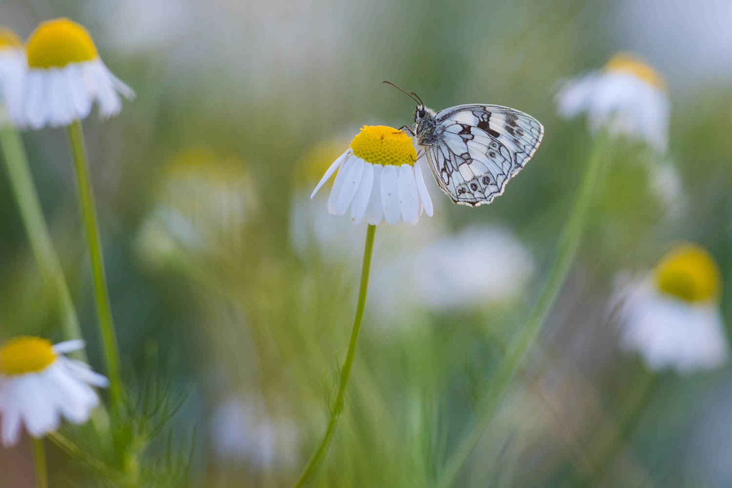 Sigma APO Macro 150mm f/2.8 EX DG HSM sample photo. { schachbrettfalter } photography