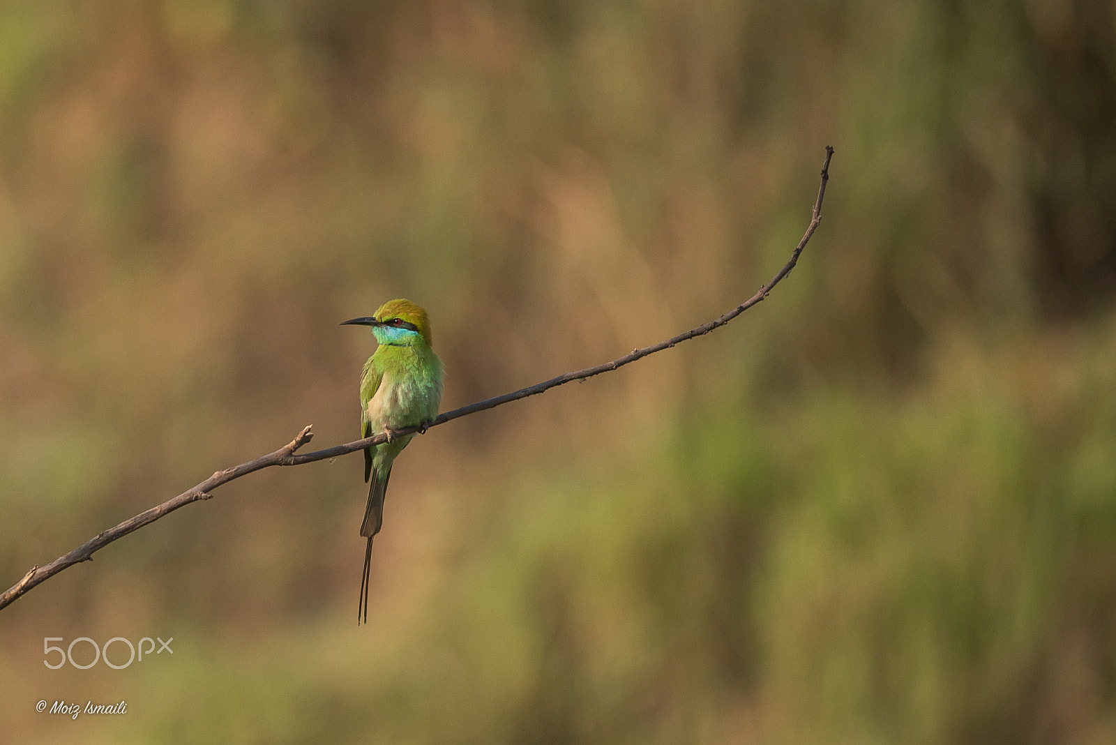 Nikon D750 + Nikon AF-S Nikkor 300mm F4D ED-IF sample photo. Green-bee-eater photography