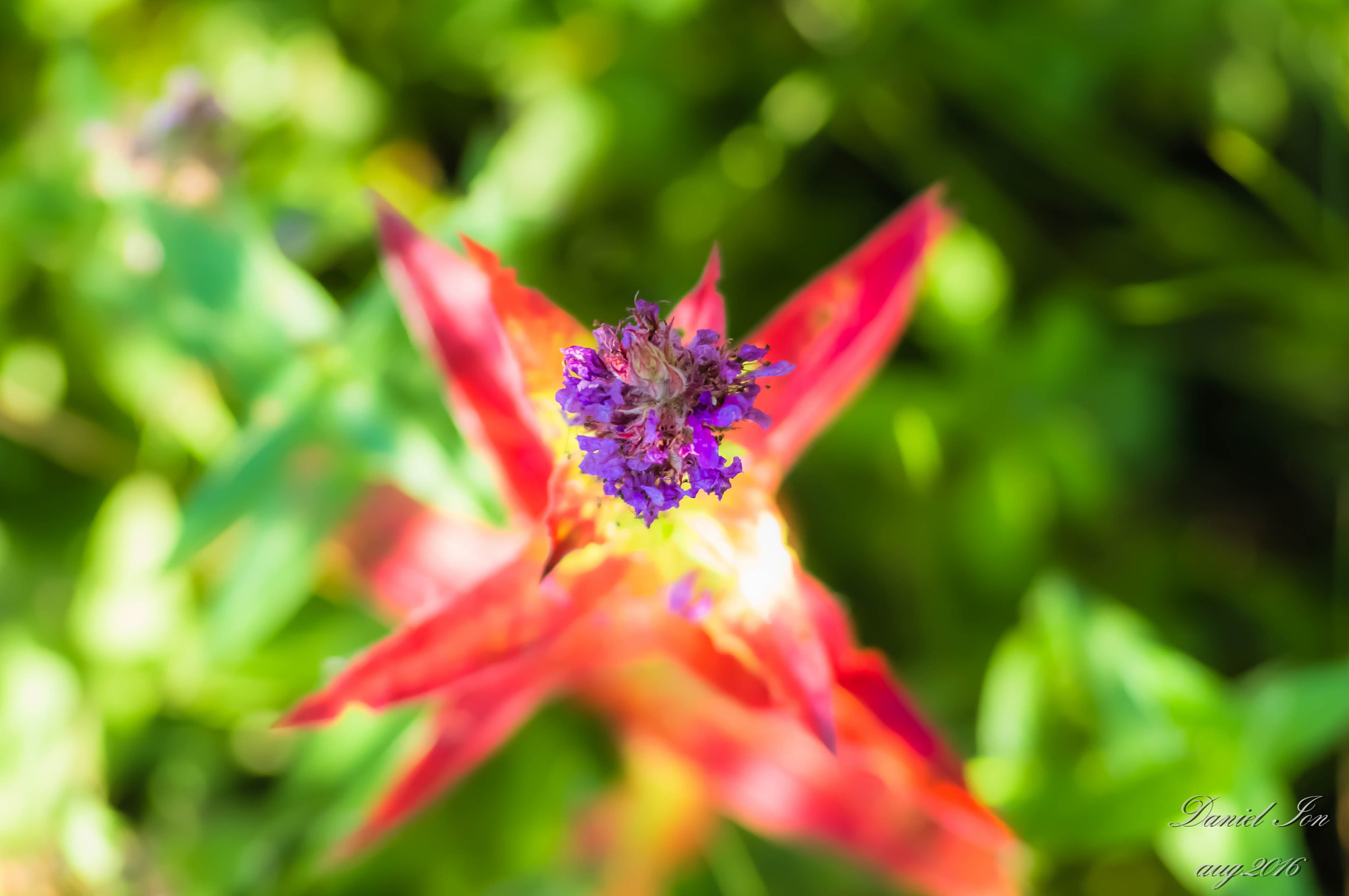 Pentax K-x sample photo. Flower photography