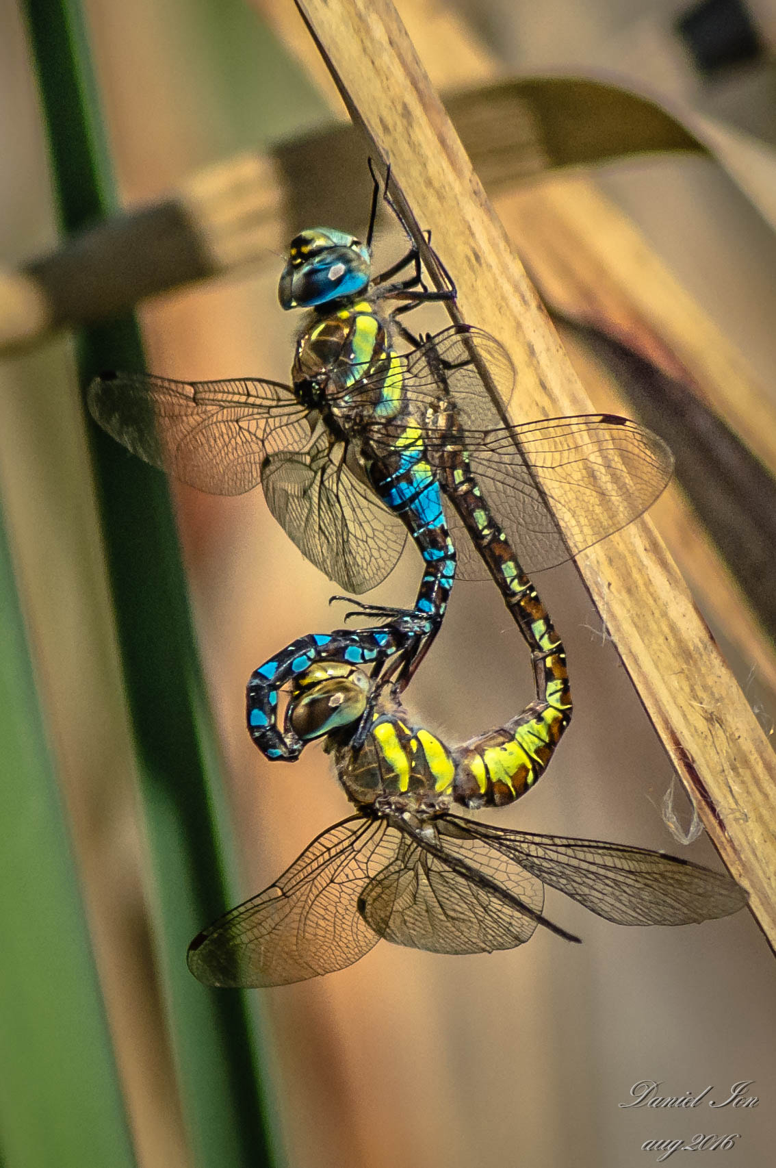 Pentax K-x sample photo. Dragonfly photography