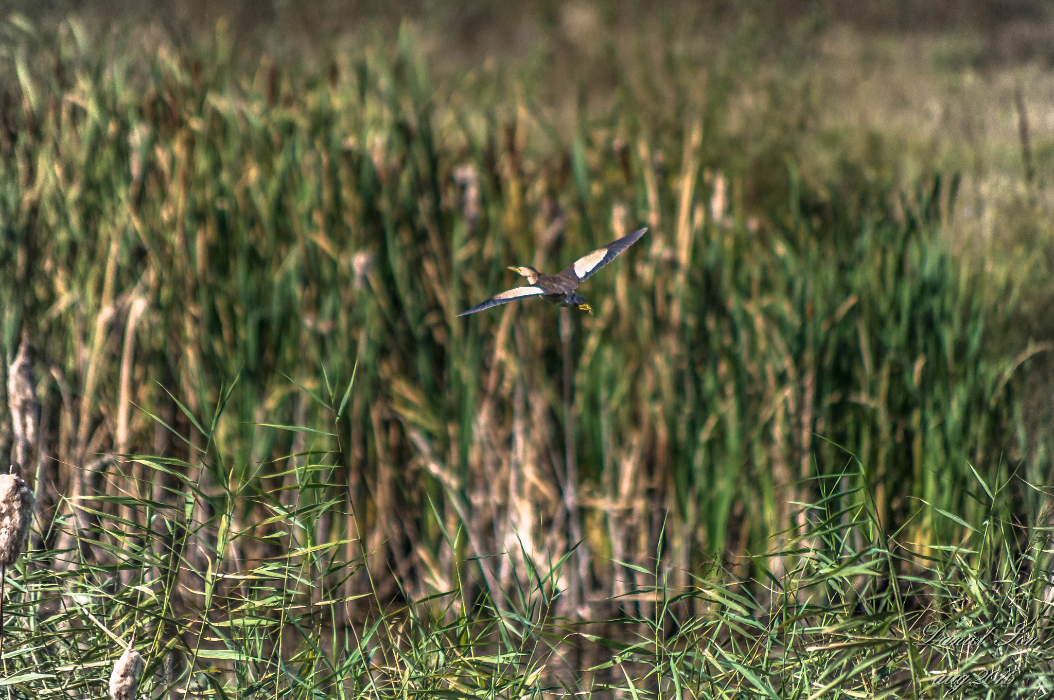 Pentax K-x + smc PENTAX-FA 80-320mm F4.5-5.6 sample photo. Ixobrychus minutus photography