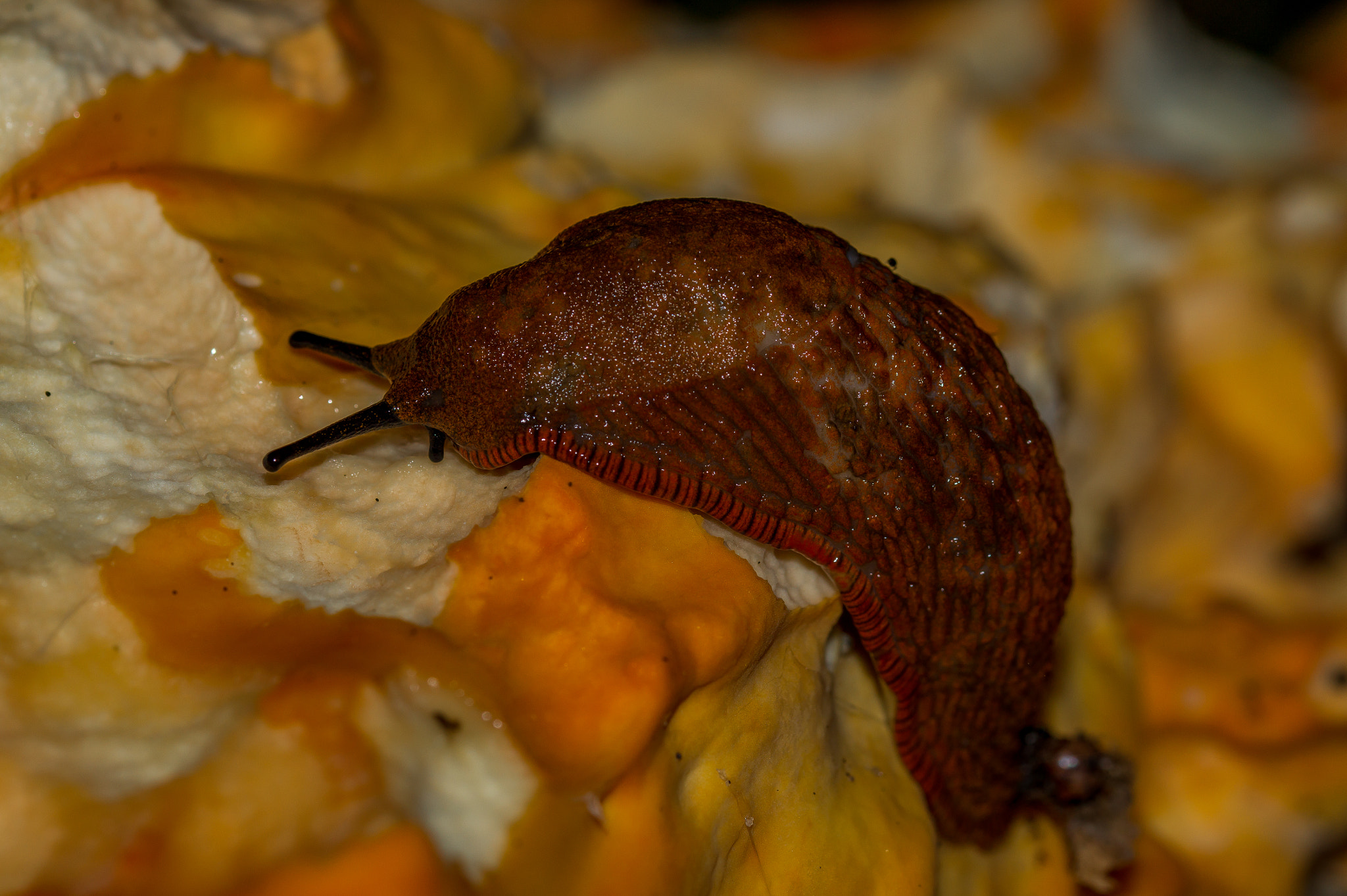 Sony SLT-A58 + 105mm F2.8 sample photo. Snail photography