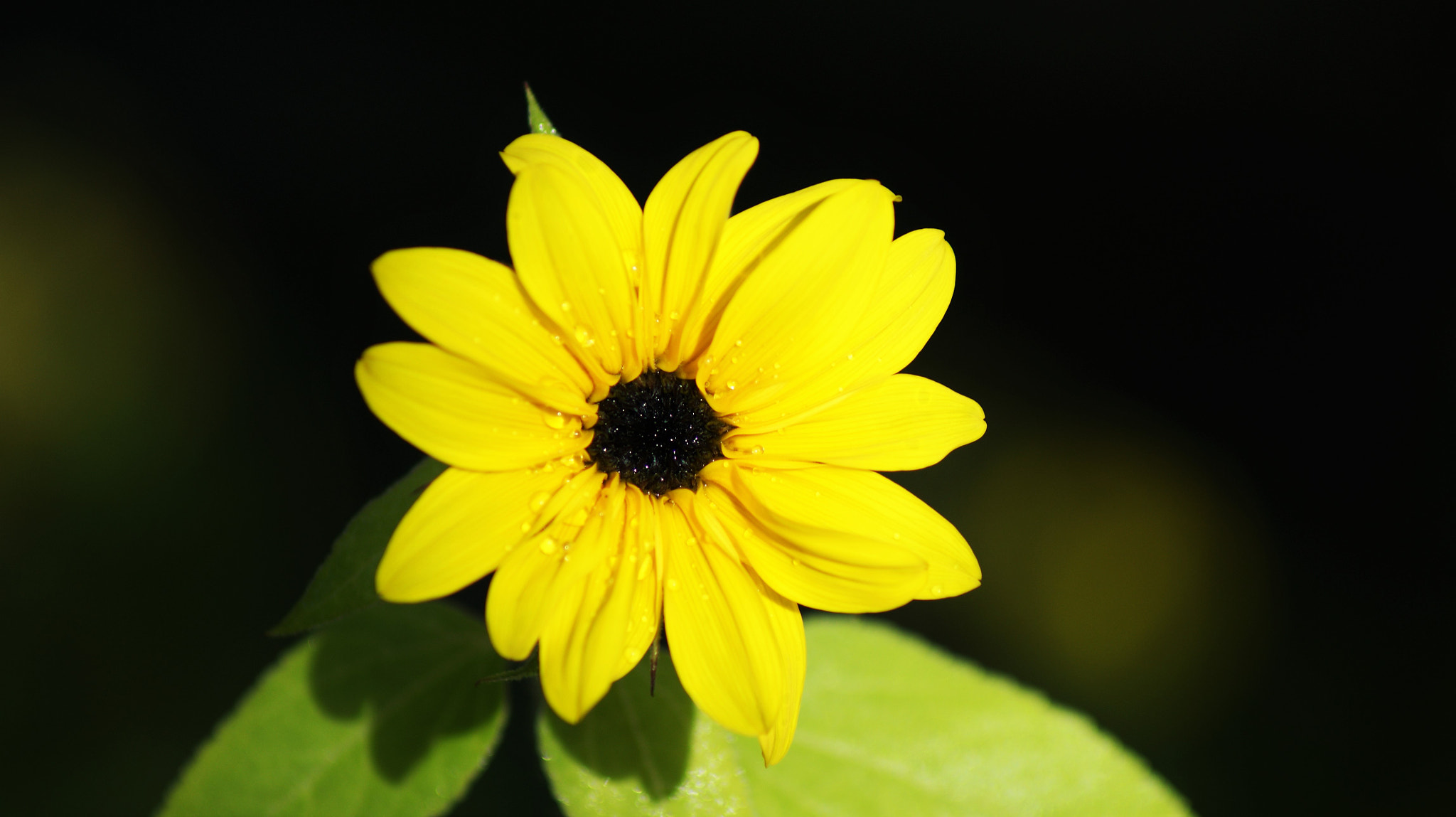 Sony Alpha DSLR-A350 sample photo. September yellow photography