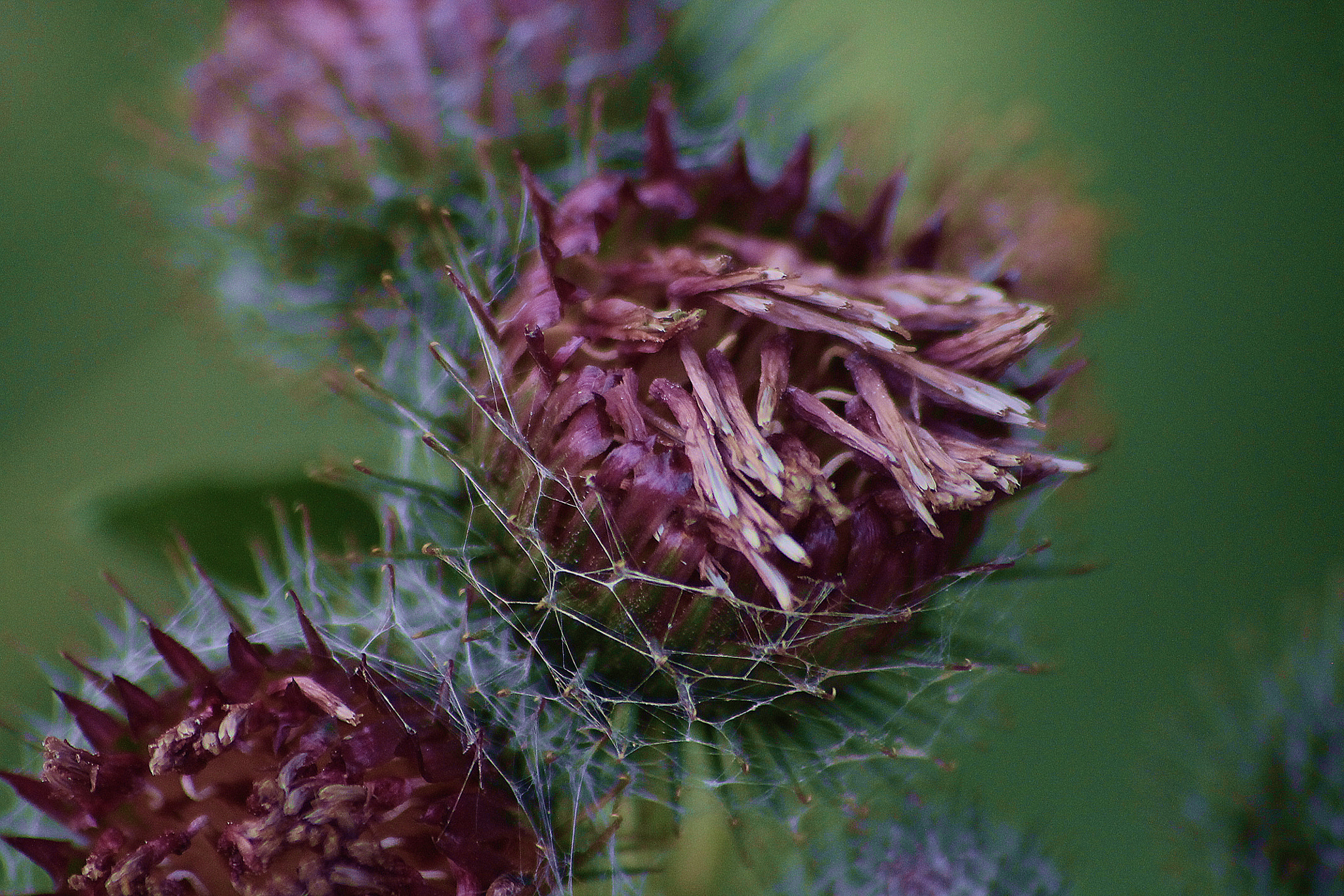 Canon EOS 1100D (EOS Rebel T3 / EOS Kiss X50) sample photo. Gift of a thistle photography