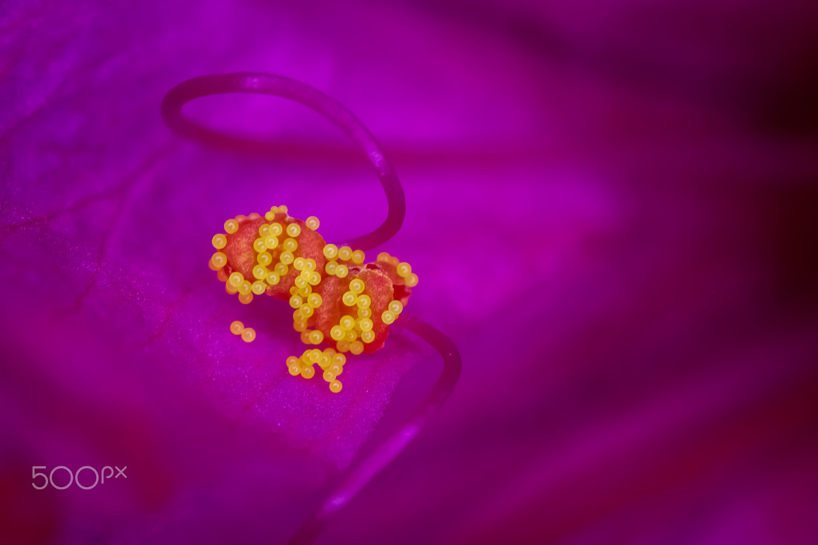 Canon MP-E 65mm F2.5 1-5x Macro Photo sample photo. Treasure of jewelry that unfolds in the night photography