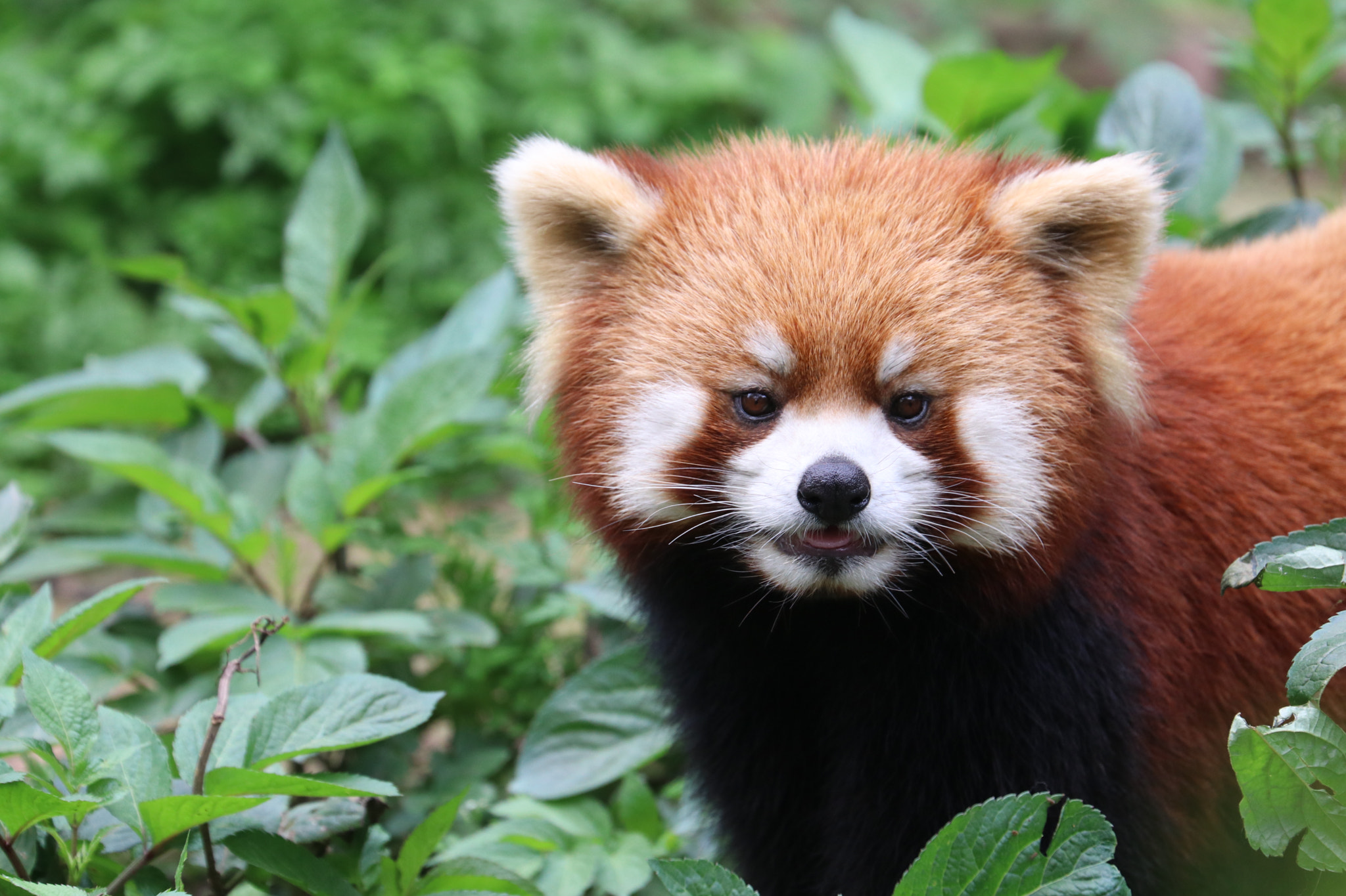 Canon EF 70-300mm F4-5.6L IS USM sample photo. Panda in red photography