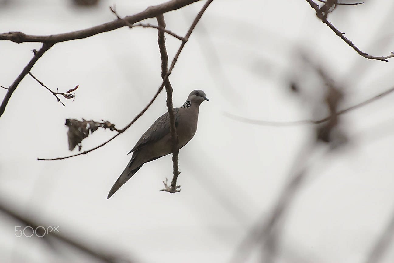 Nikon D80 sample photo. Spotted dove photography