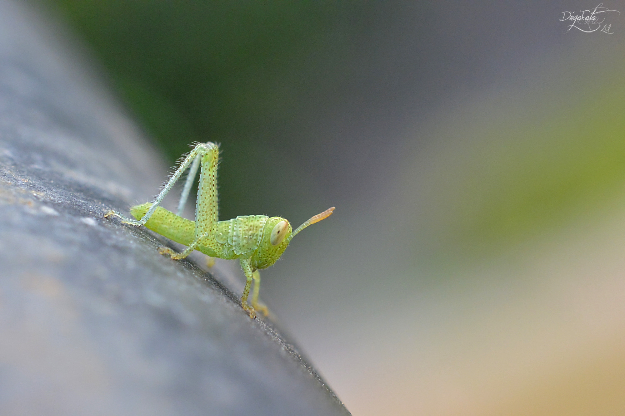 Nikon 1 V2 sample photo. Saltamontes verde photography