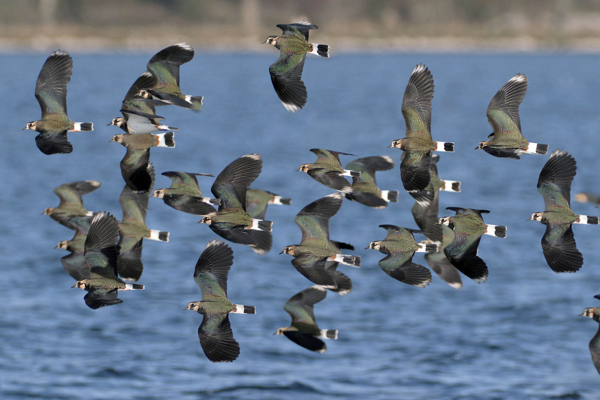 Canon EOS 7D + Canon EF 300mm f/2.8L + 1.4x sample photo. Black bellied plover photography