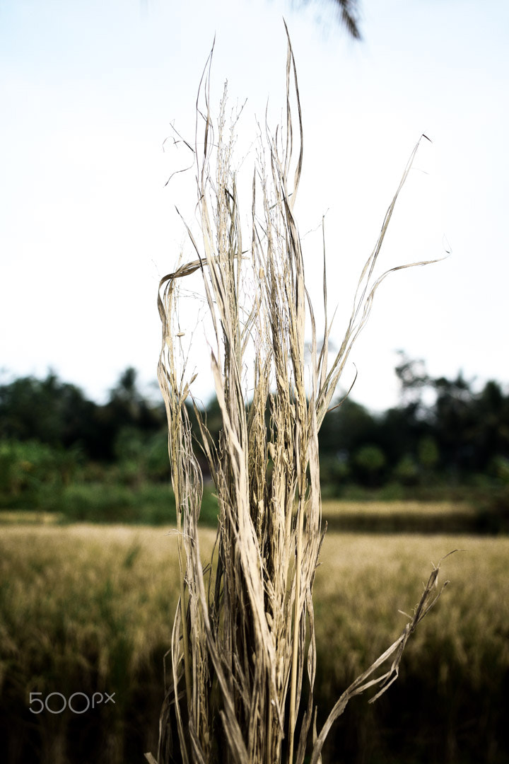 Canon EF-S 24mm F2.8 STM sample photo. Rindu sawah photography