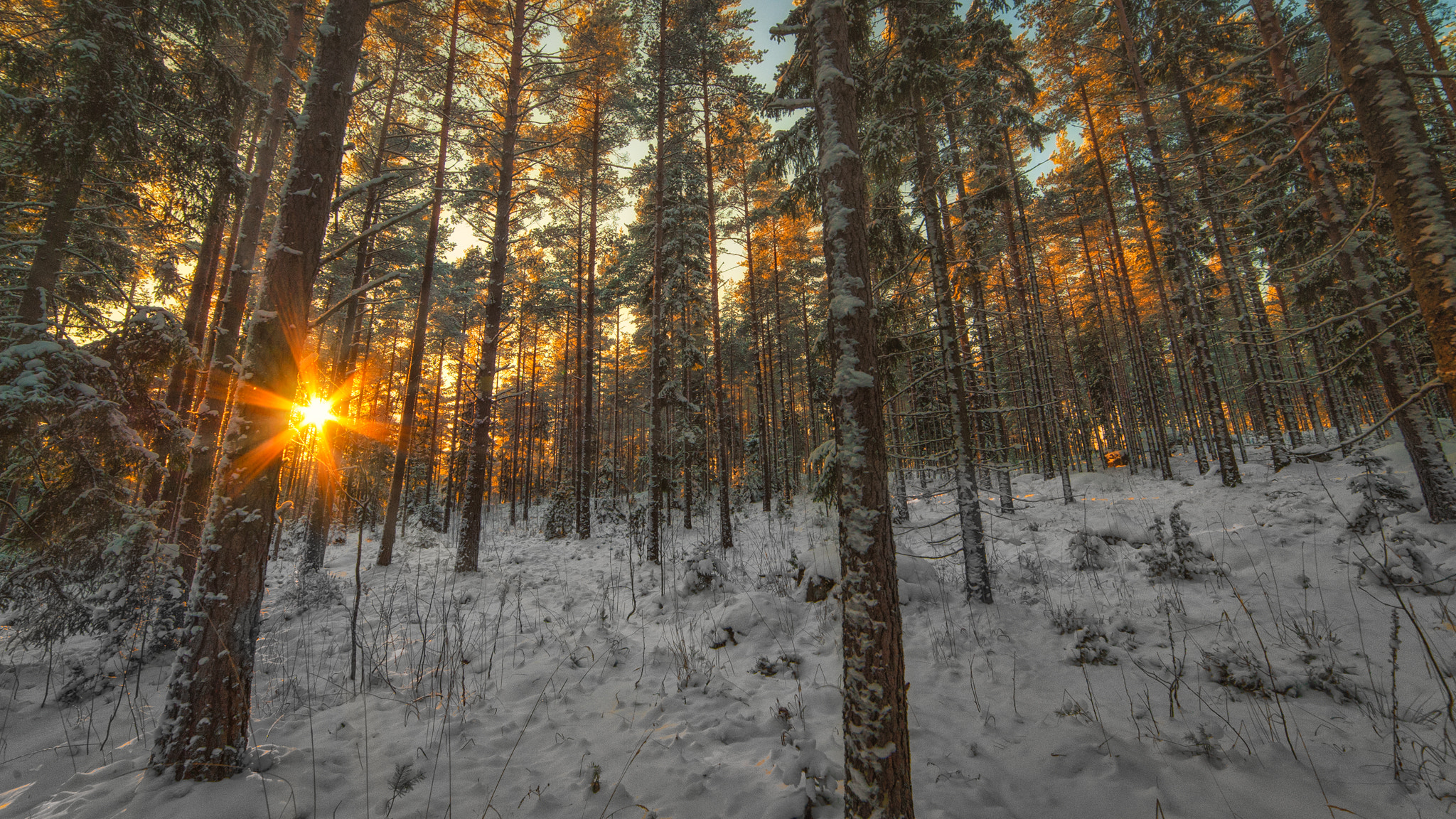 Nikon D3 sample photo. Winter morning photography