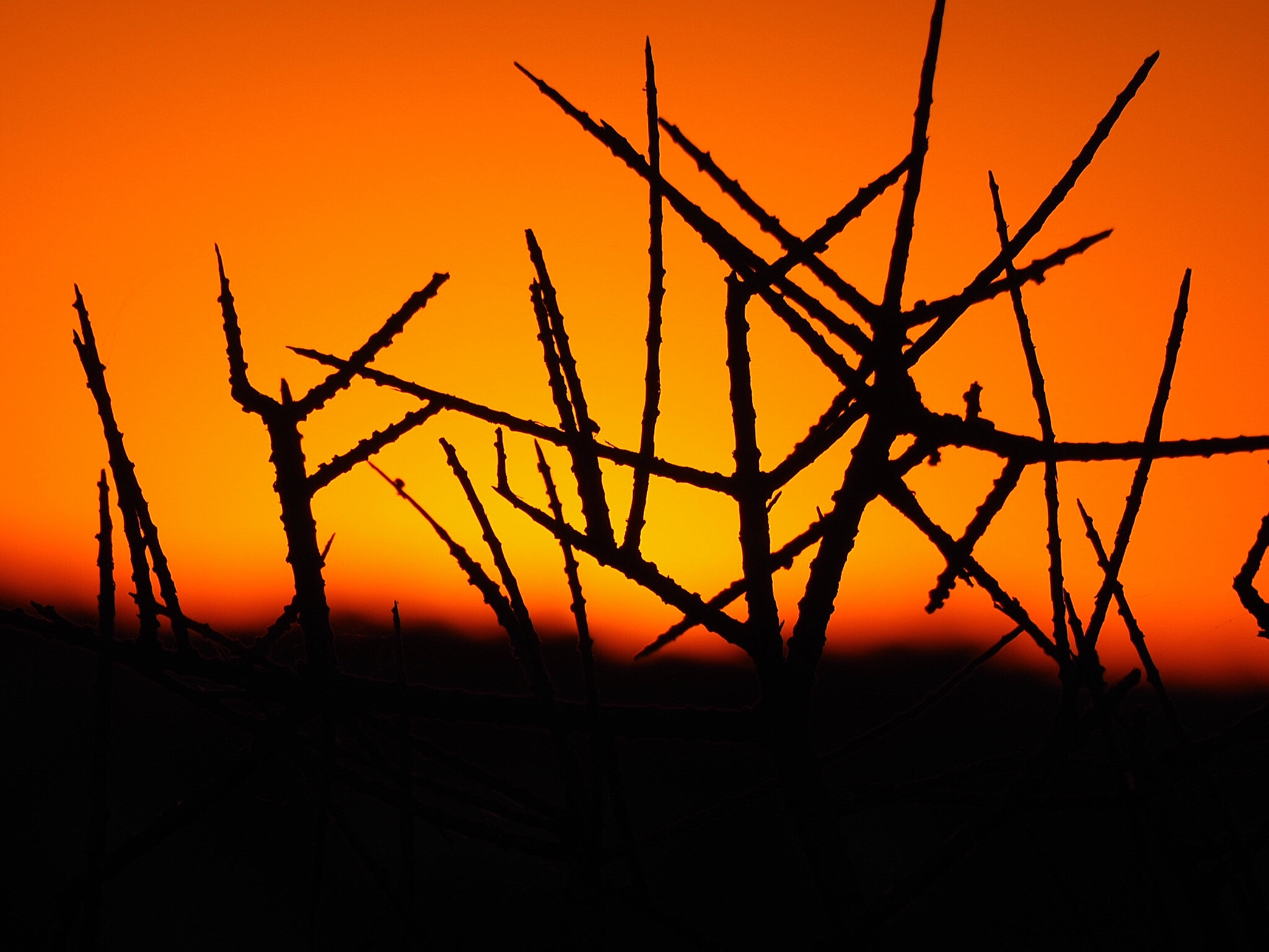 Olympus Zuiko Digital ED 70-300mm F4.0-5.6 sample photo. Buffalo thorn bush silhouetted against setting african sun. photography