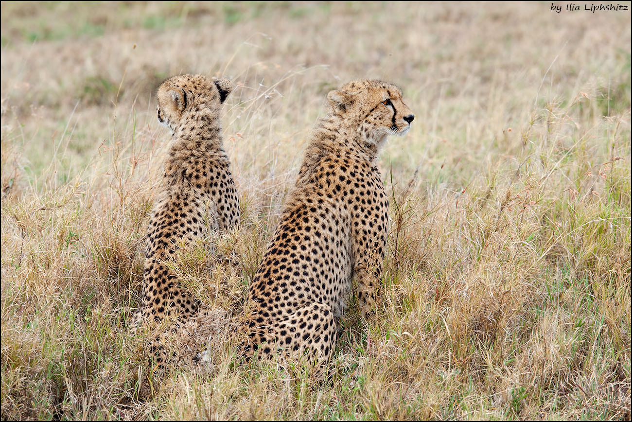 Canon EF 300mm F2.8L IS USM sample photo. Cheetahs of serengeti №21 photography