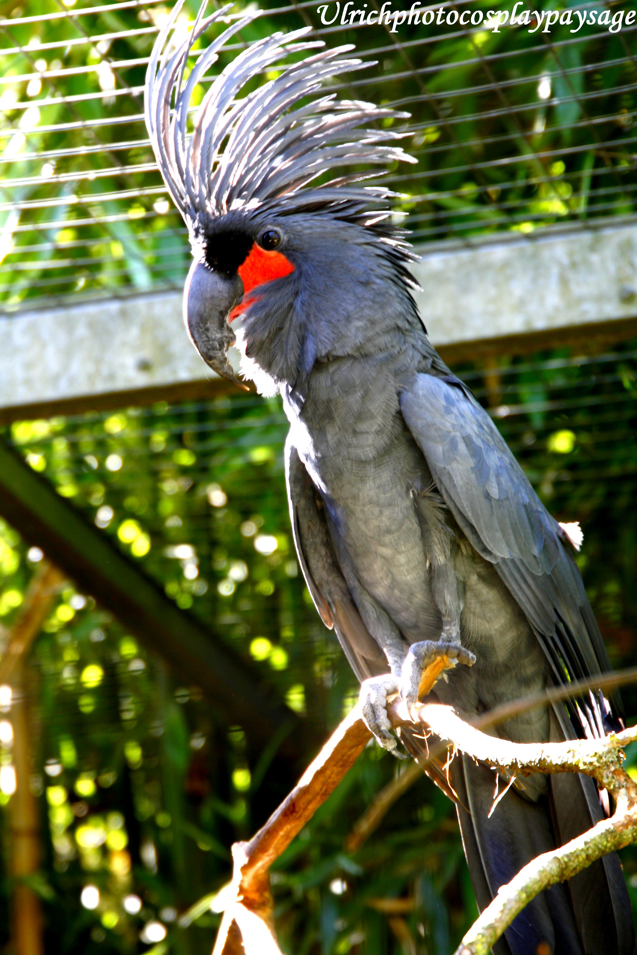 Canon EF 24-105mm F3.5-5.6 IS STM sample photo. Oiseaux crête photography