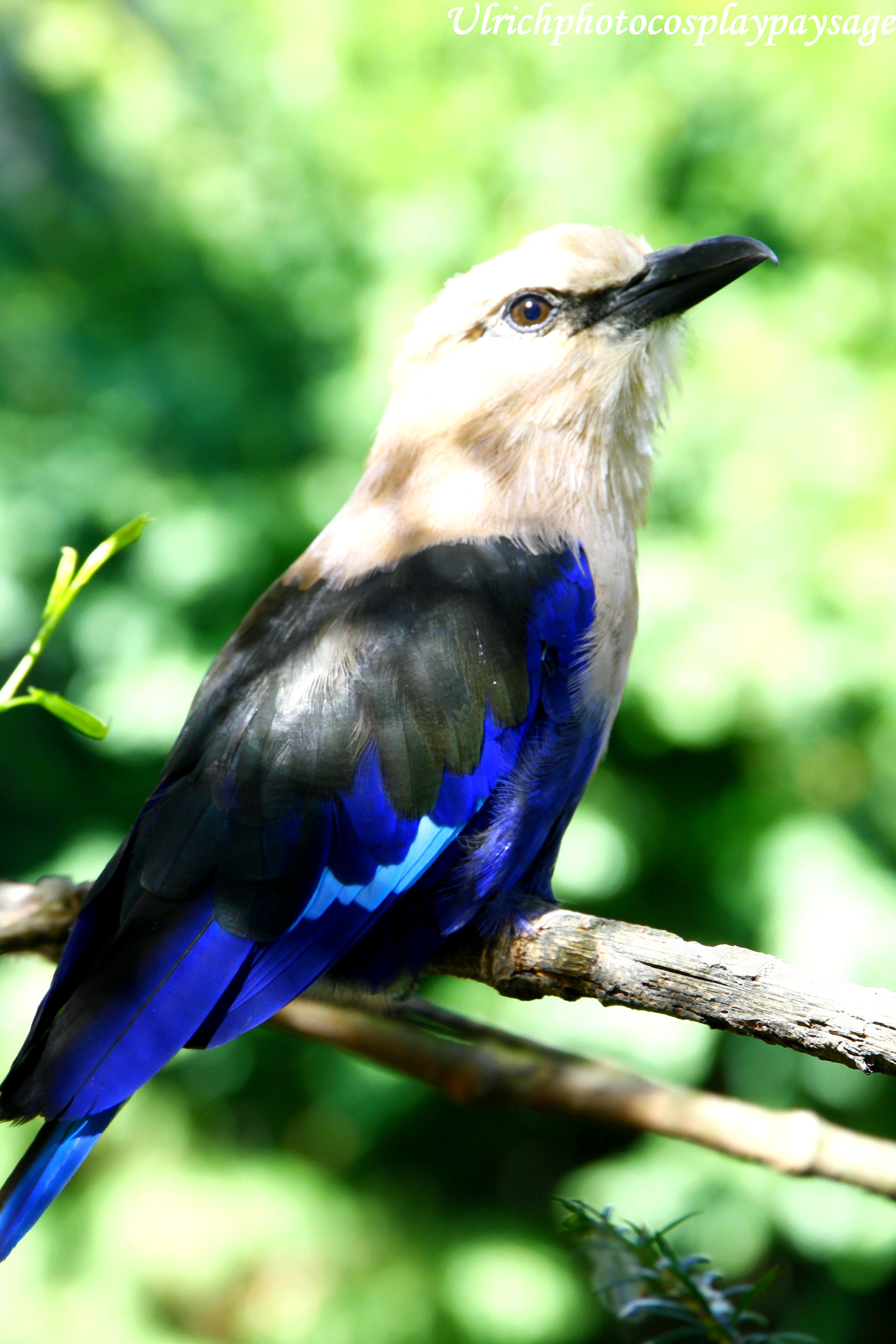 Canon EF 24-105mm F3.5-5.6 IS STM sample photo. Oiseaux bleu photography