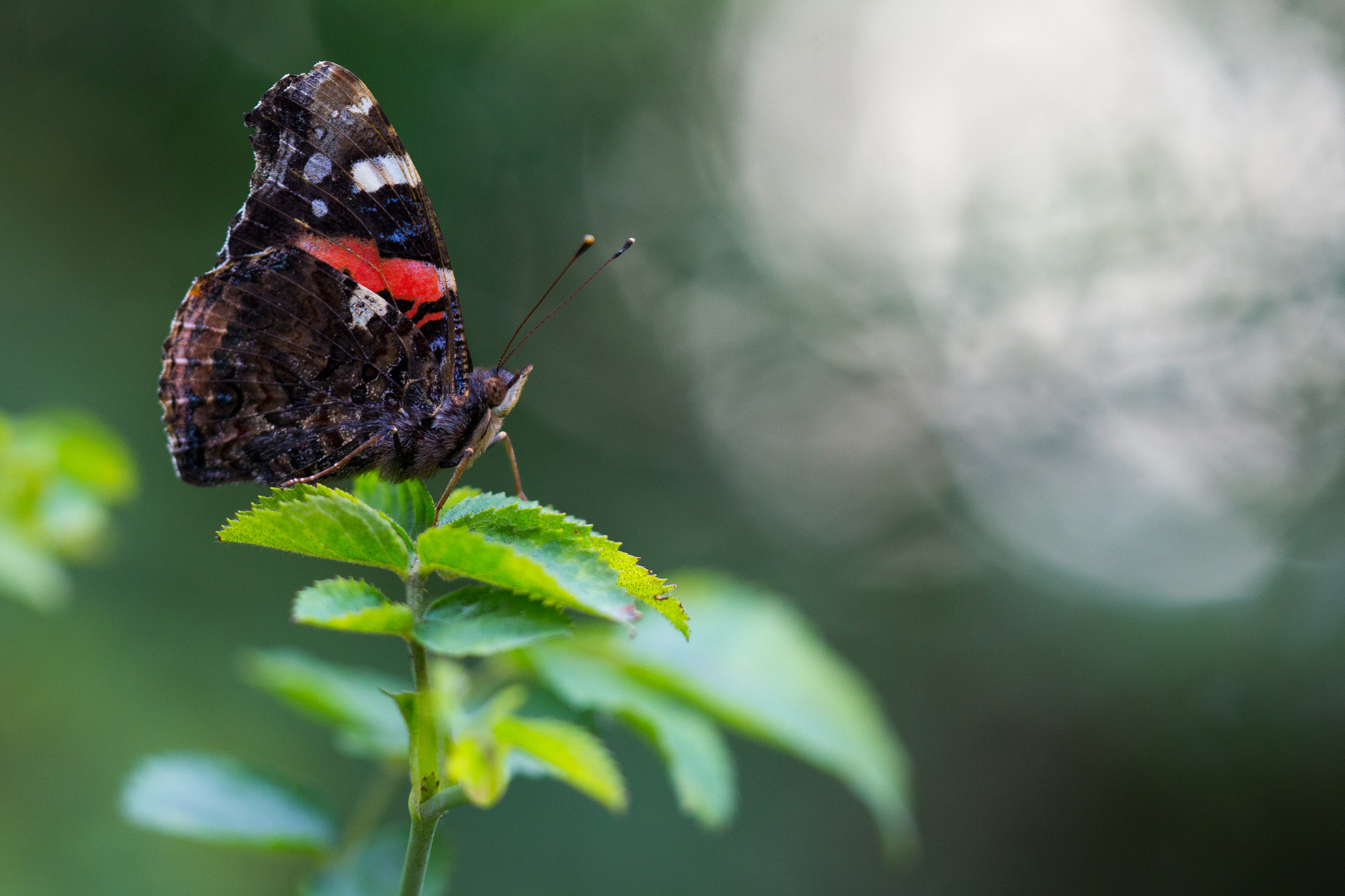 Sigma APO Macro 150mm f/2.8 EX DG HSM sample photo. { admiral } photography