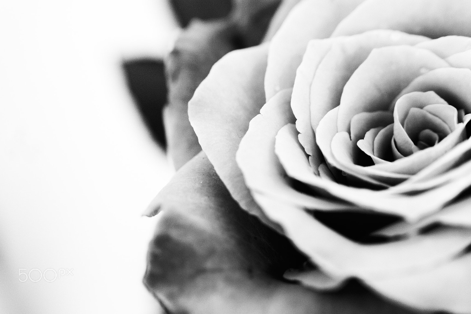 Samsung NX 20-50mm F3.5-5.6 ED sample photo. Rose photography