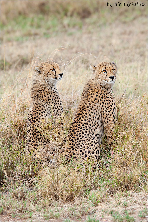 Canon EOS-1D Mark III + Canon EF 300mm F2.8L IS USM sample photo. Cheetahs of serengeti №22 photography