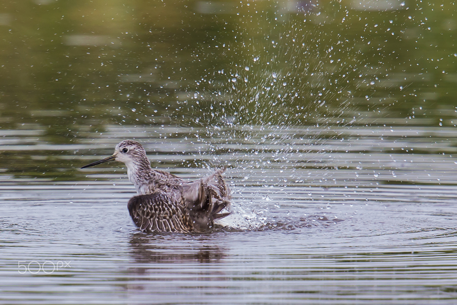 Canon EF 500mm F4L IS II USM sample photo. Bathing photography