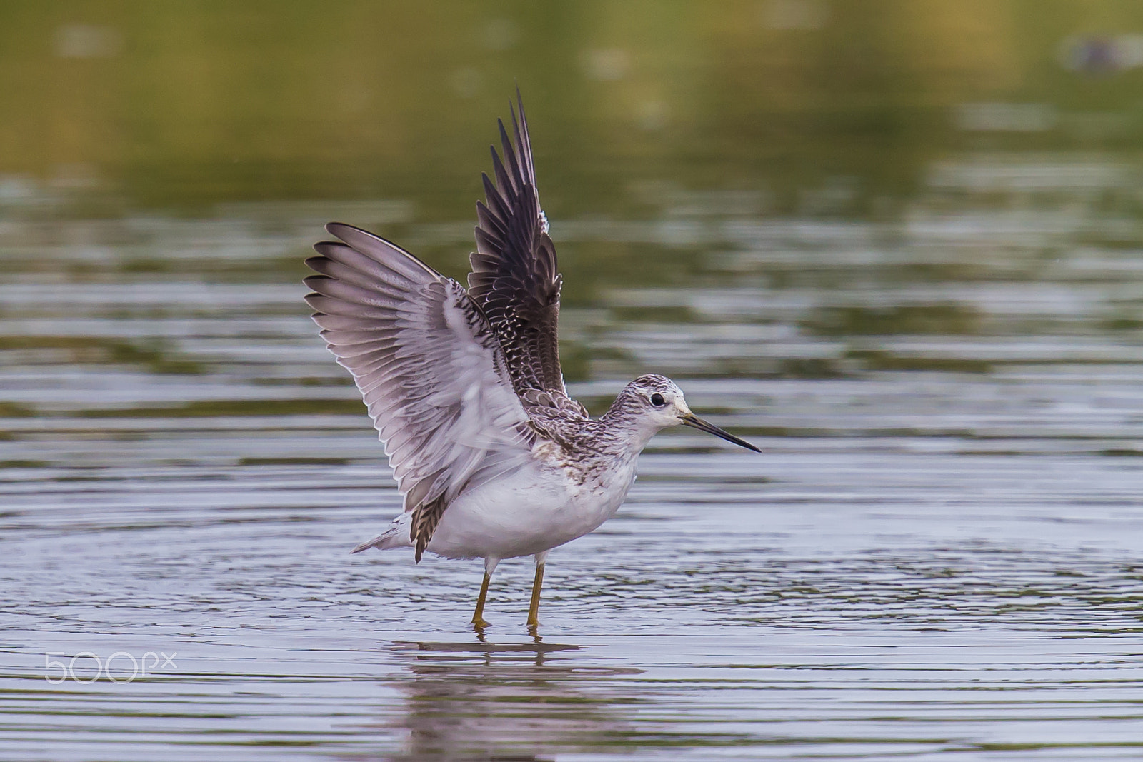 Canon EF 500mm F4L IS II USM sample photo. Pose after bathing photography