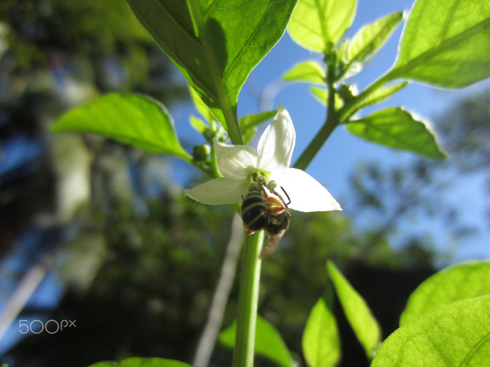 Canon PowerShot ELPH 300 HS (IXUS 220 HS / IXY 410F) sample photo. Breakfast but upside down.. photography