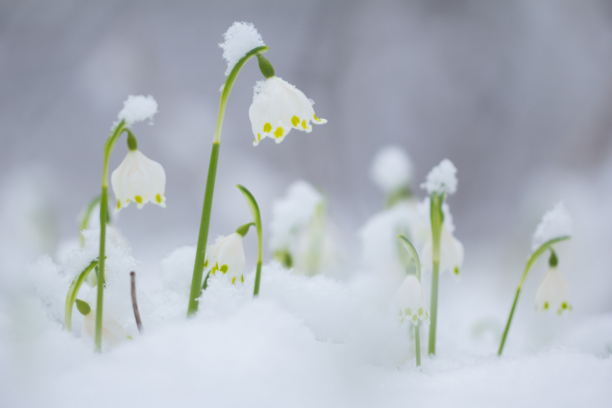 Sigma APO Macro 150mm f/2.8 EX DG HSM sample photo. { schneebecher } photography