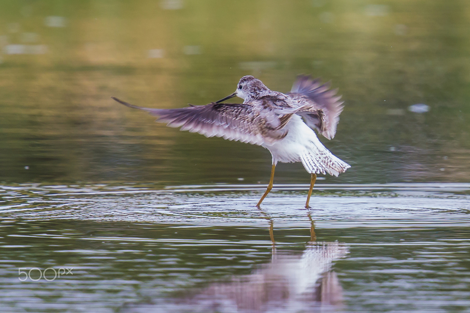 Canon EF 500mm F4L IS II USM sample photo. Dance after bathing photography