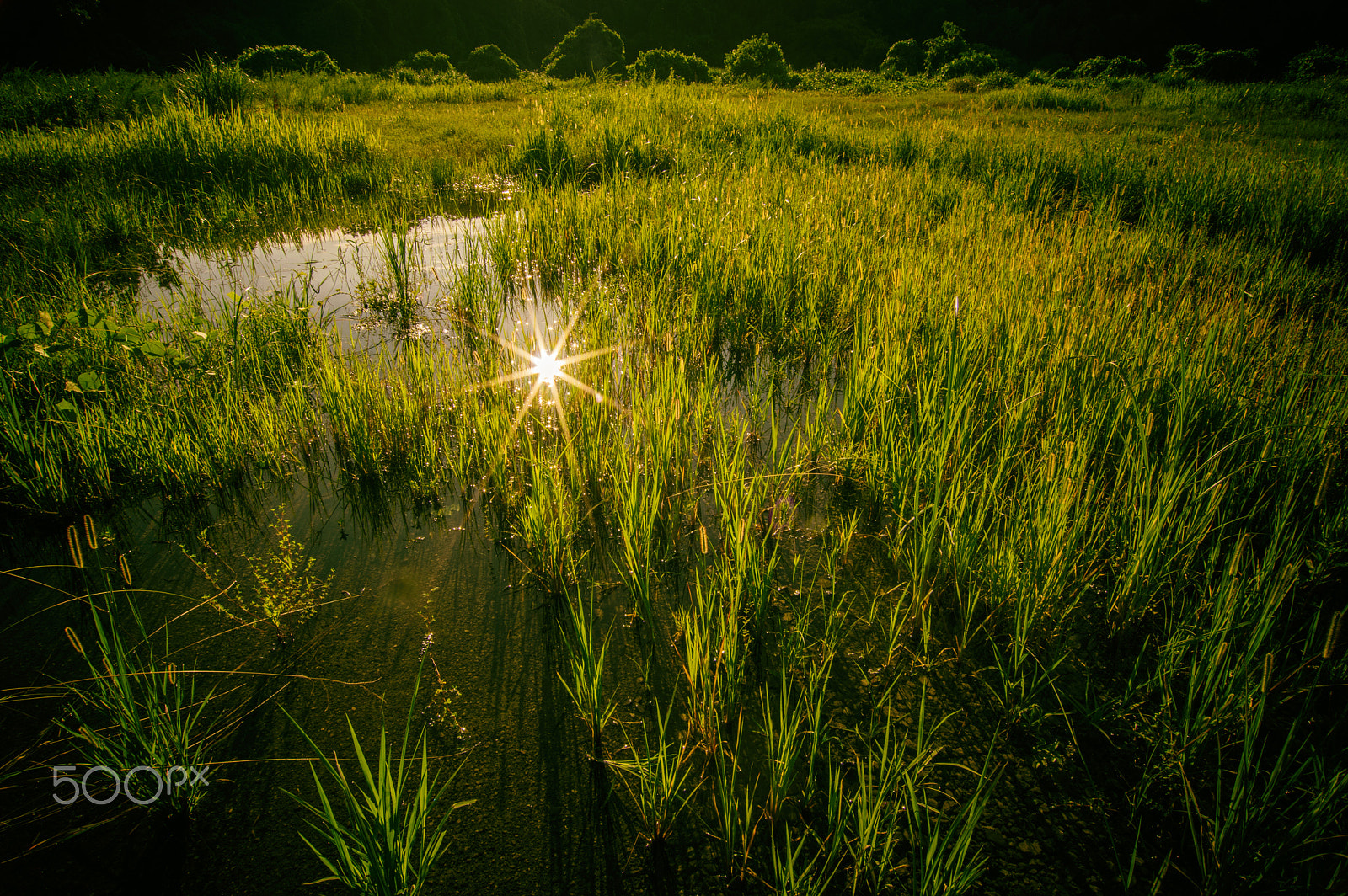 Pentax K-3 sample photo. Grass light photography