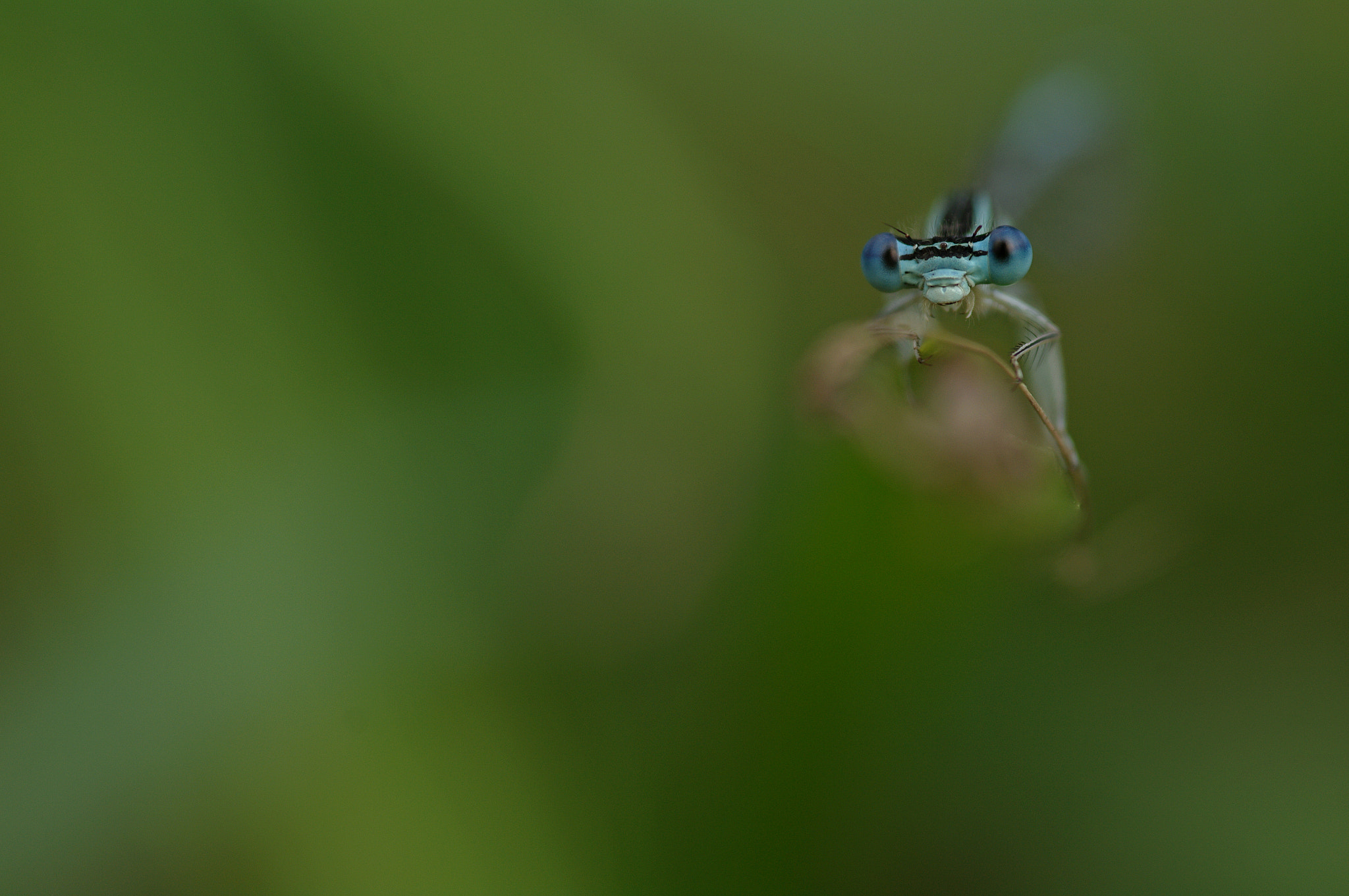 Pentax K-7 sample photo. Agrion jouvencelle photography