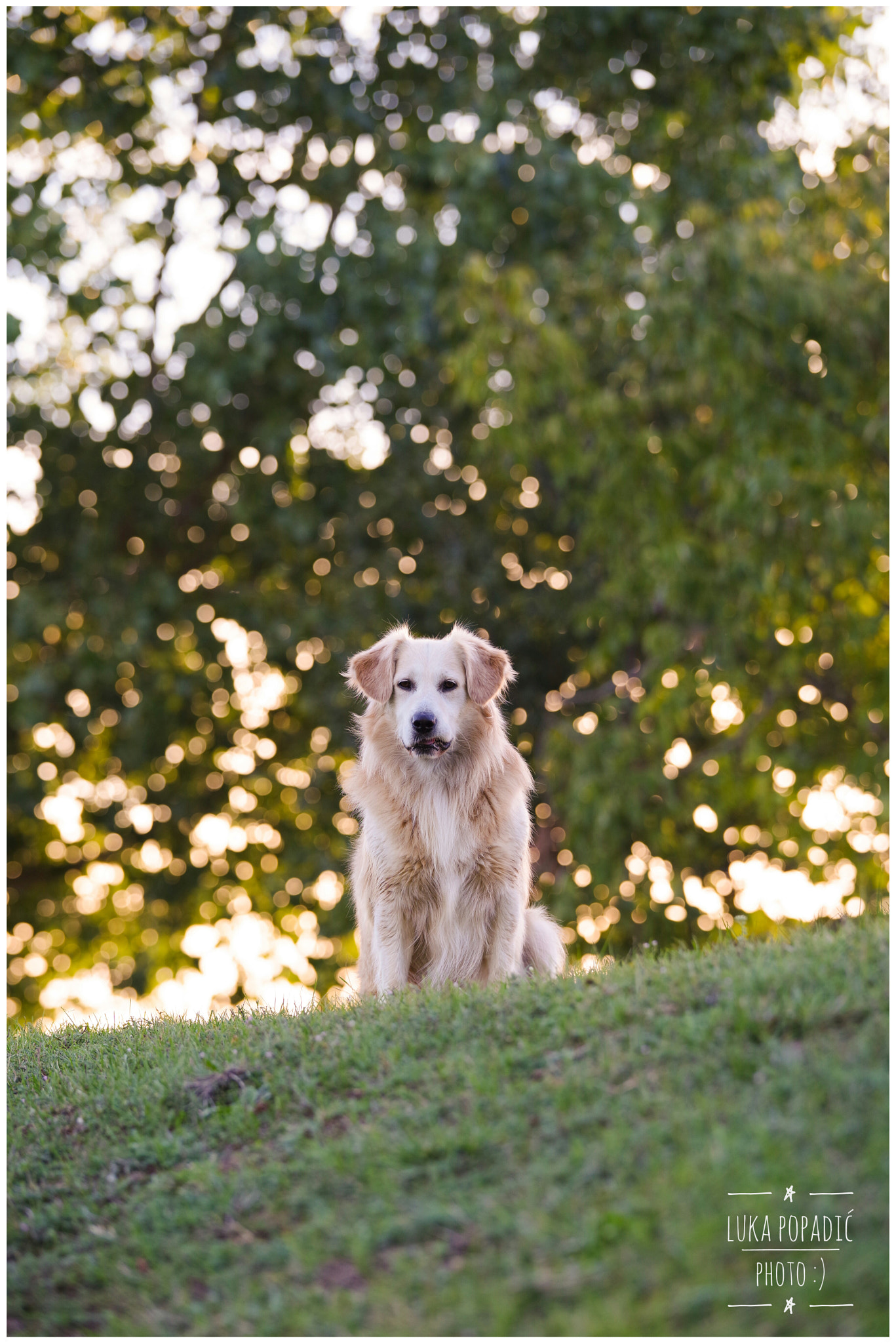 Pentax D FA* 70-200mm F2.8ED DC AW sample photo. The dog photography