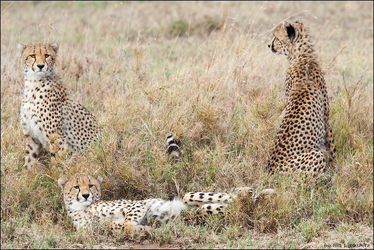 Canon EOS-1D Mark III + Canon EF 300mm F2.8L IS USM sample photo. Playing young cheetahs - cheetahs of serengeti №23 photography