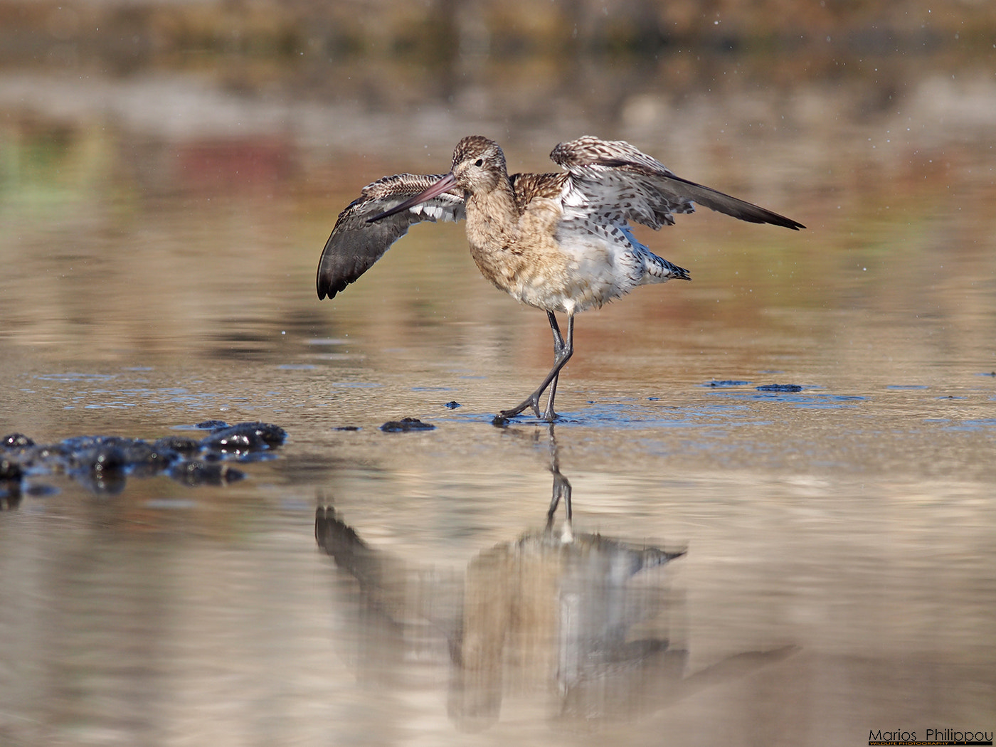 OLYMPUS 300mm Lens sample photo. Bar-tailed godwit photography