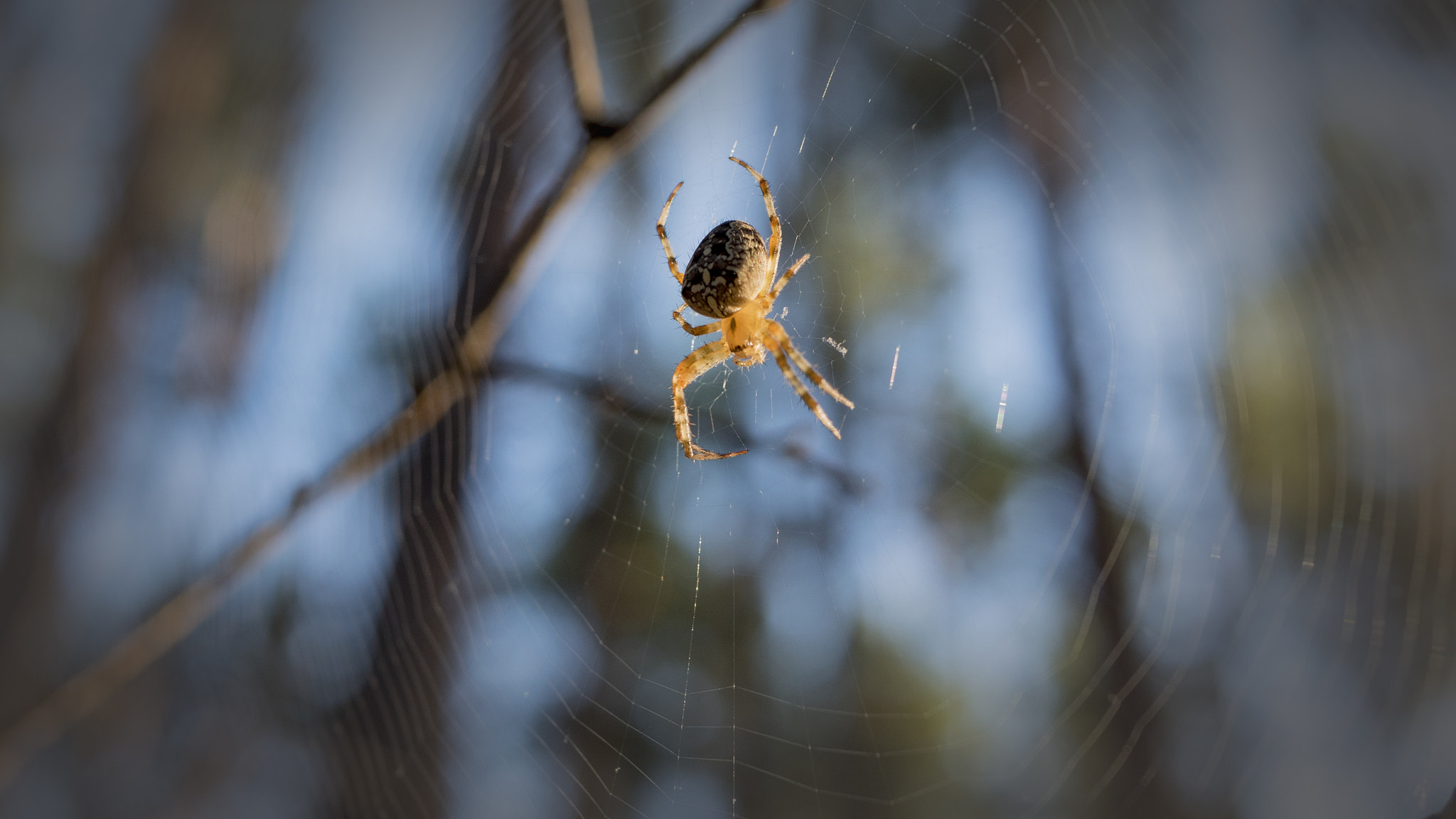 Panasonic Lumix DMC-GH4 + LUMIX G 25/F1.7 sample photo. Паук photography