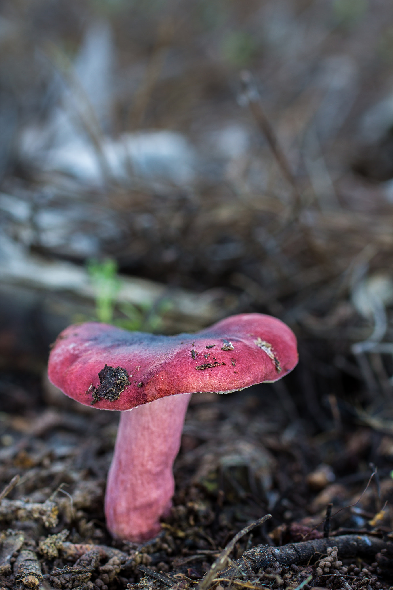 Canon EOS 60D + Sigma 50mm f/2.8 EX sample photo. Russula photography