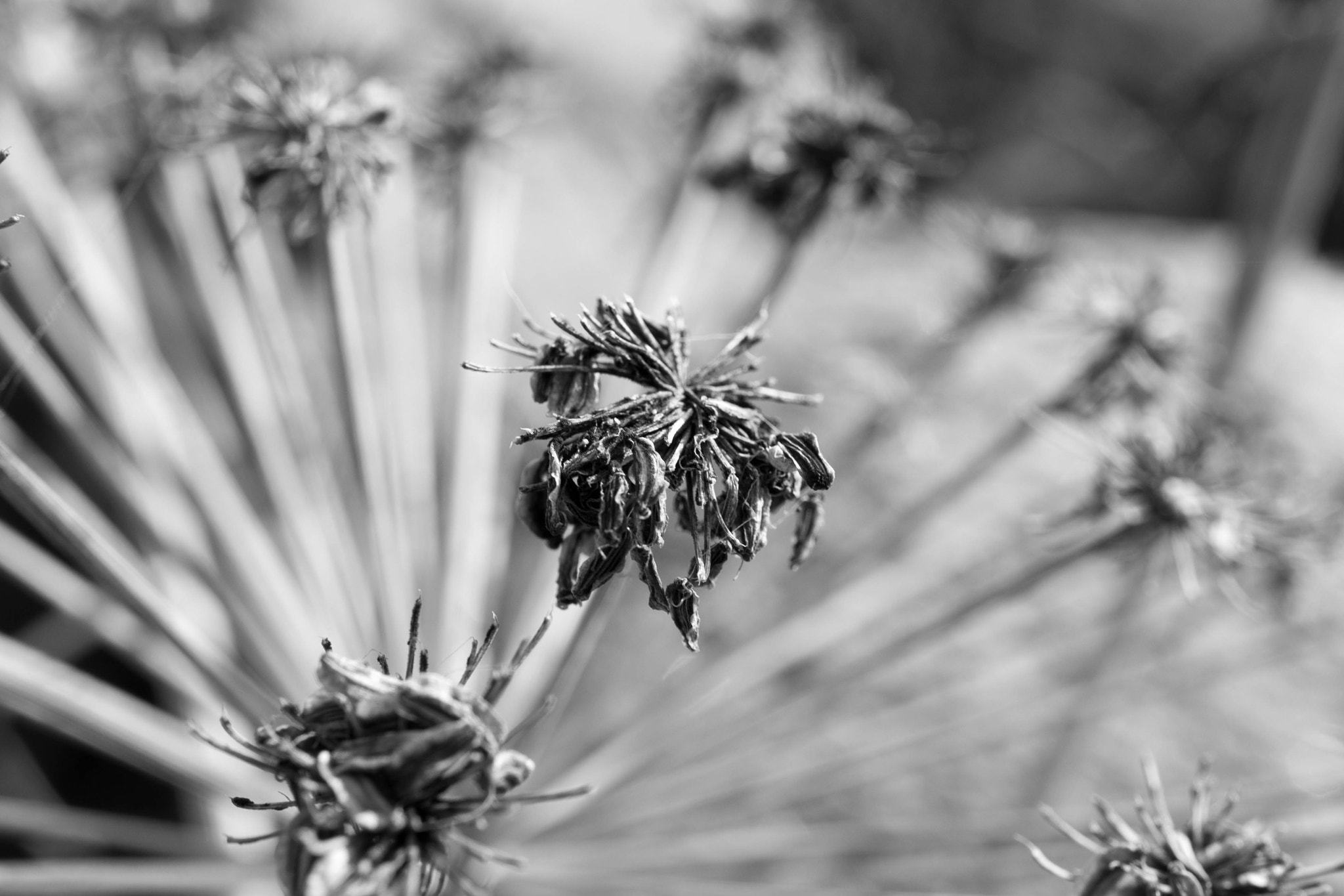 Sony a7 II + Sony E 30mm F3.5 Macro sample photo. Flower seeds photography