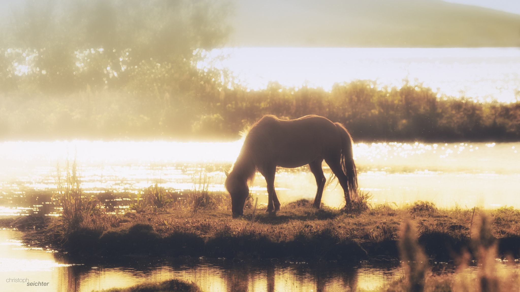 Tamron 18-270mm F3.5-6.3 Di II PZD sample photo. Caballo islanda photography