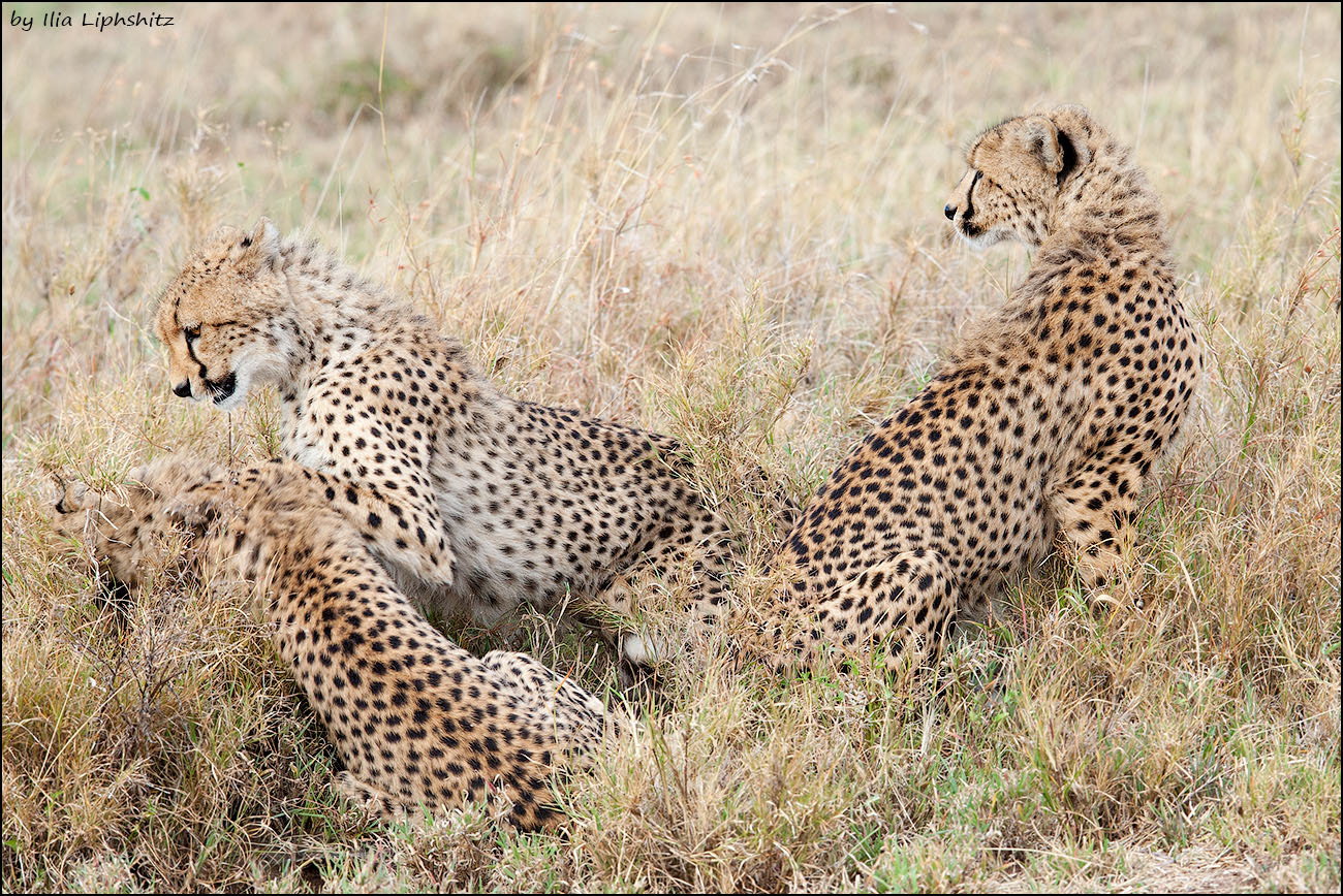 Canon EF 300mm F2.8L IS USM sample photo. Playing young cheetahs - cheetahs of serengeti №24 photography
